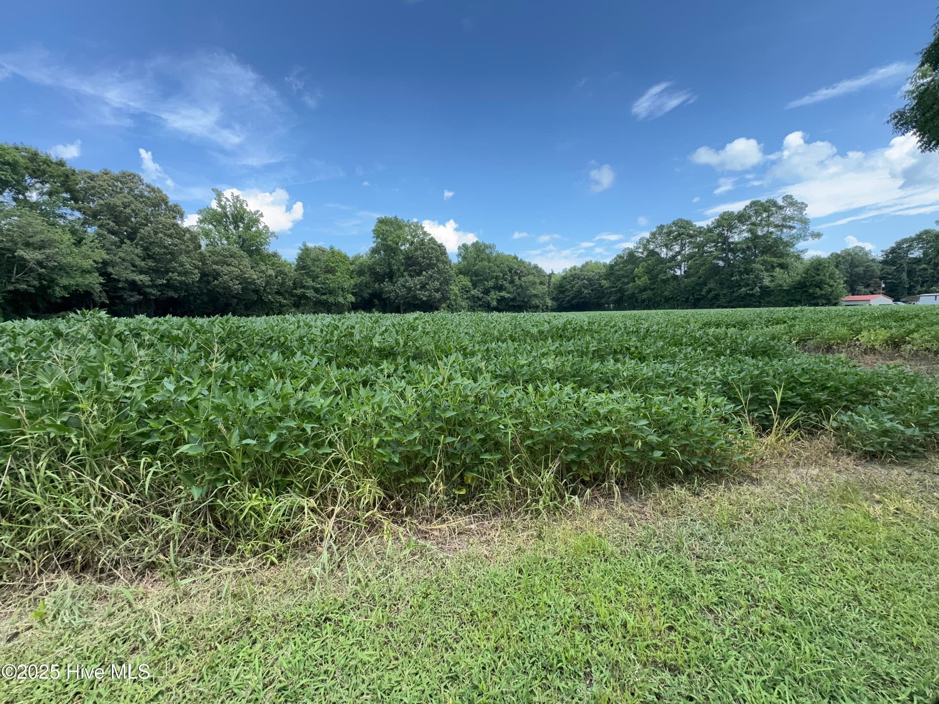 Farm land through 2025 - 175 Union Hall Road, Hertford, NC 27944