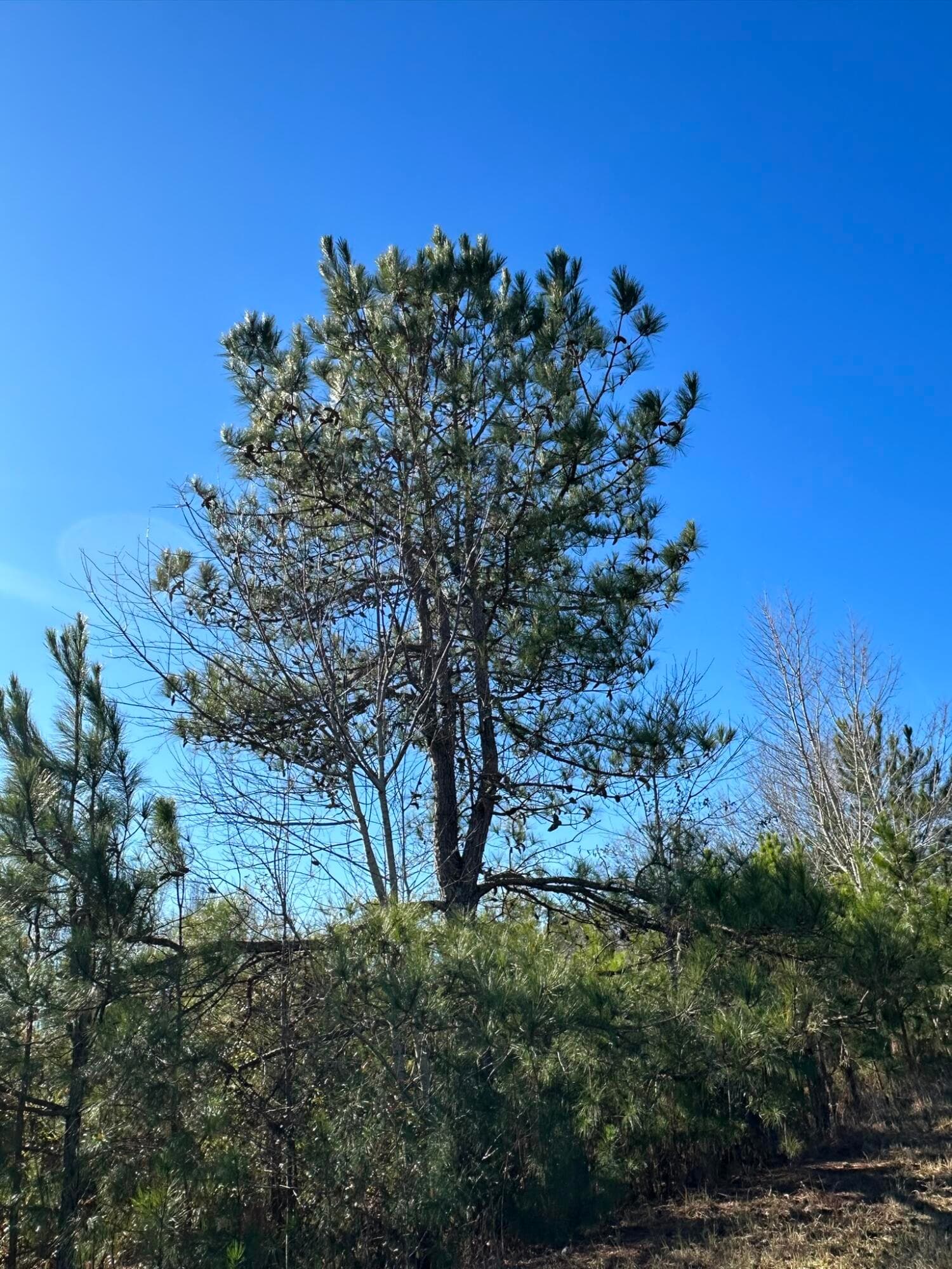 Residential Lot at Lot 6 6 Triangle Road, Louisville, GA 30434, photo 6 of 10
