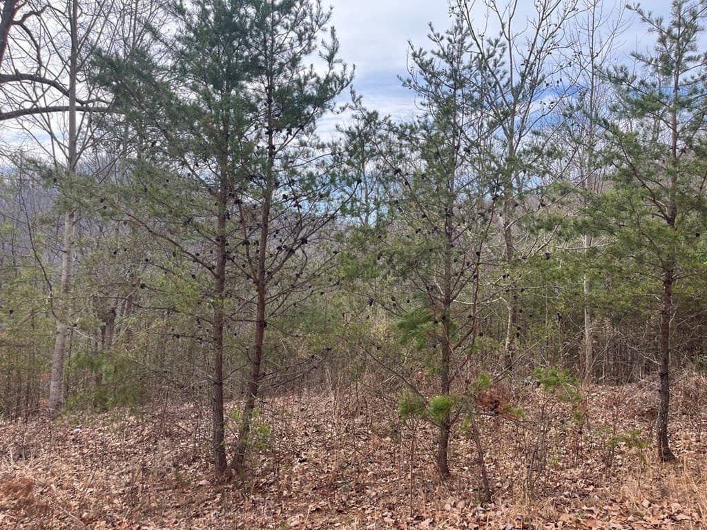 Undeveloped at 300 48 Jernigan Court, Murphy, NC 28906, photo 4 of 12