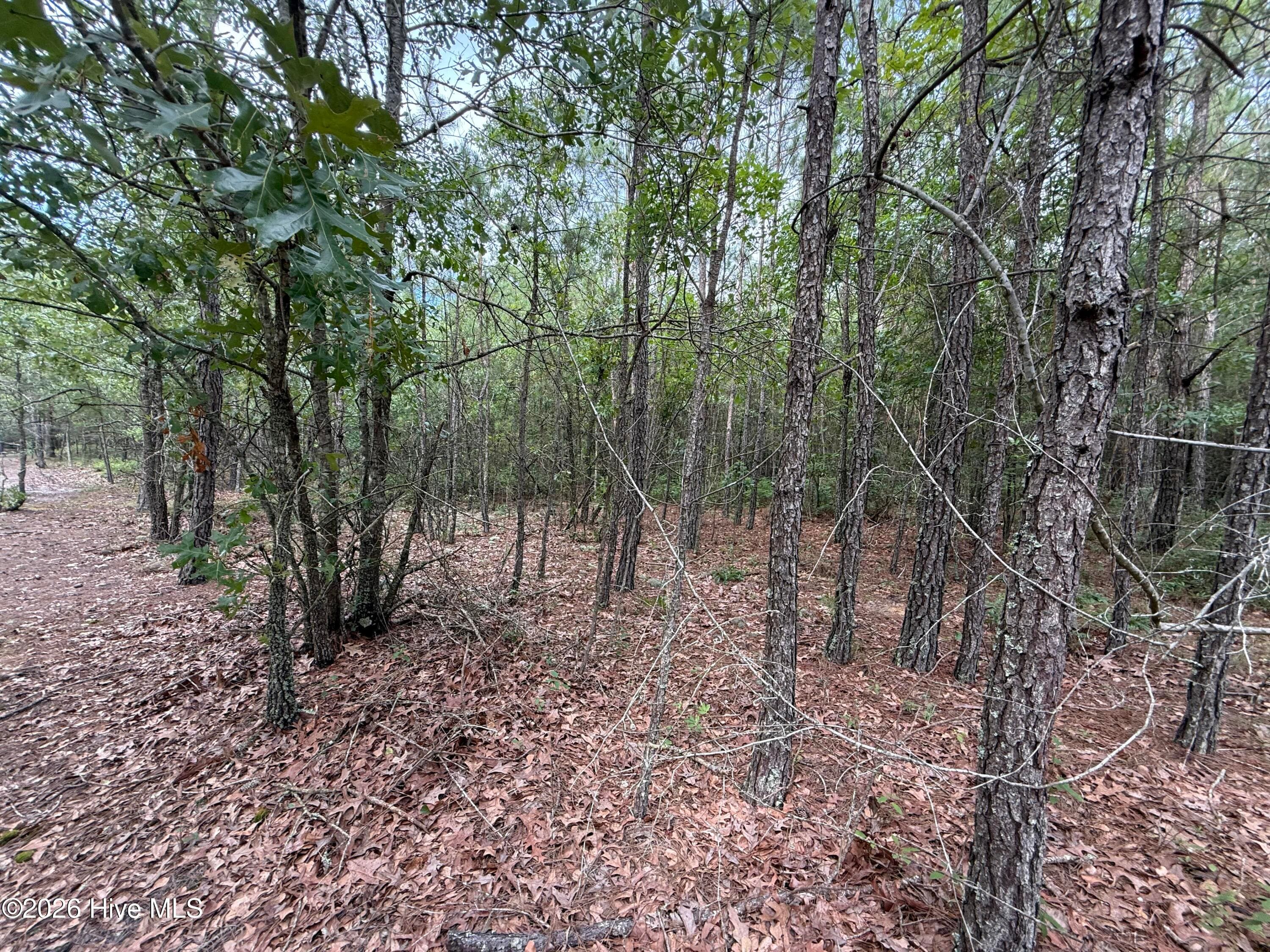 Wooded at 2162 Old Pamlico Beach Road W, Belhaven, NC 27810, photo 3 of 25