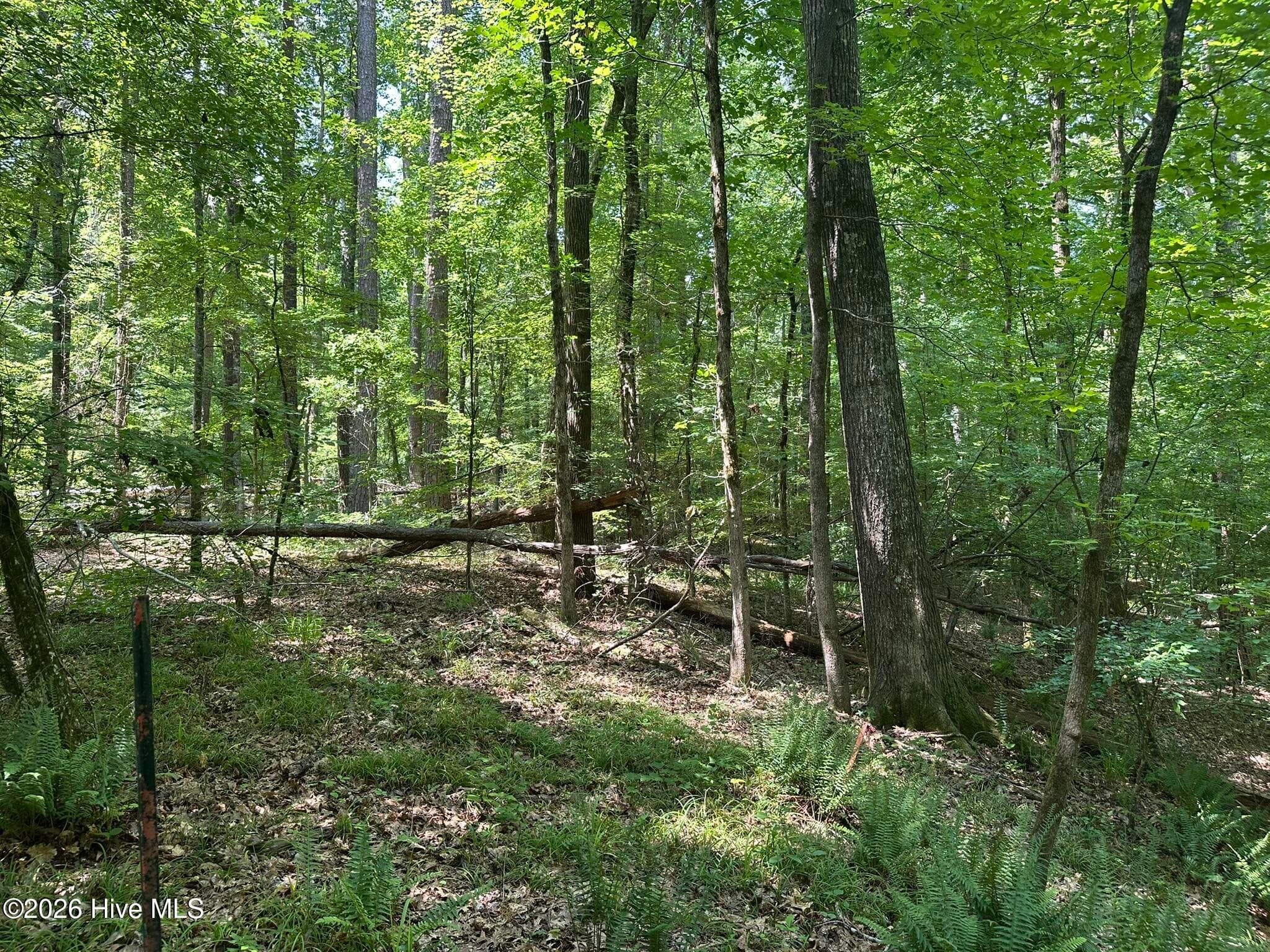 USACE Line / Back Property Line looking towards the lake - Lot 17 Lakeshore Estates Drive, Lincolnton, GA 30817