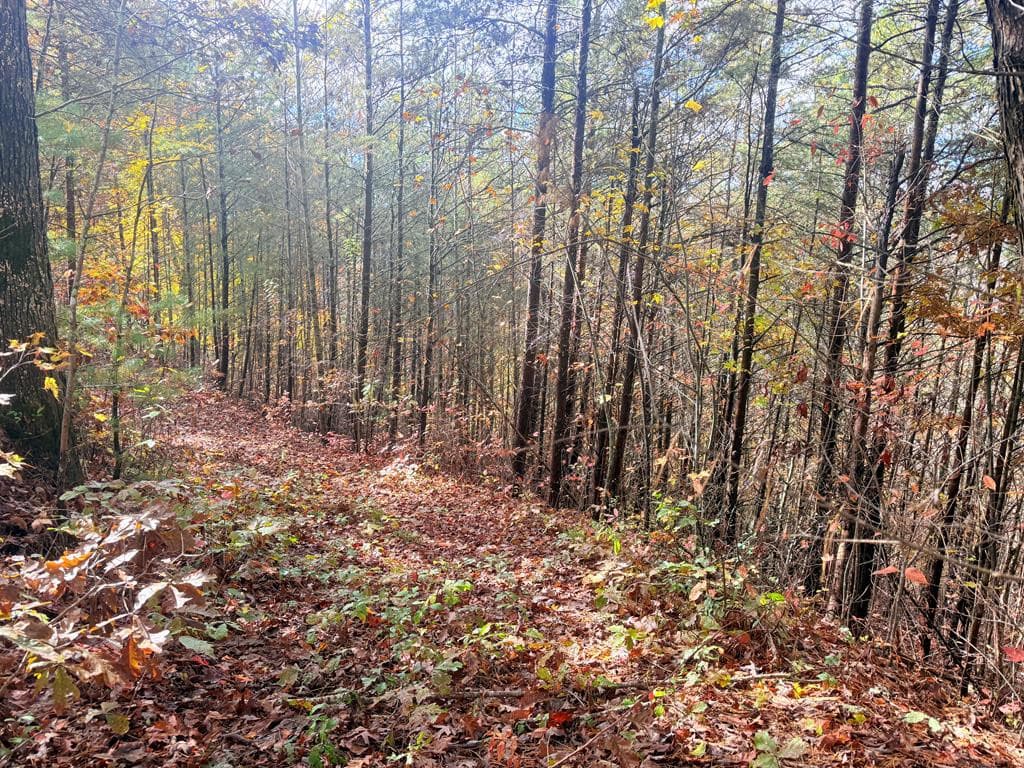 Land at 12-4 Cardinal Road, Murphy, NC 28906, photo 3 of 4