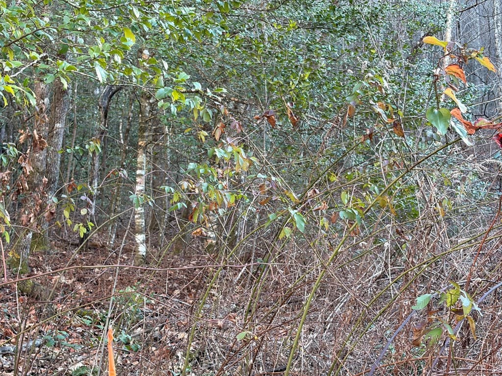 Wooded at 00 23 Old Faber Road, Topton, NC 28781, photo 5 of 10
