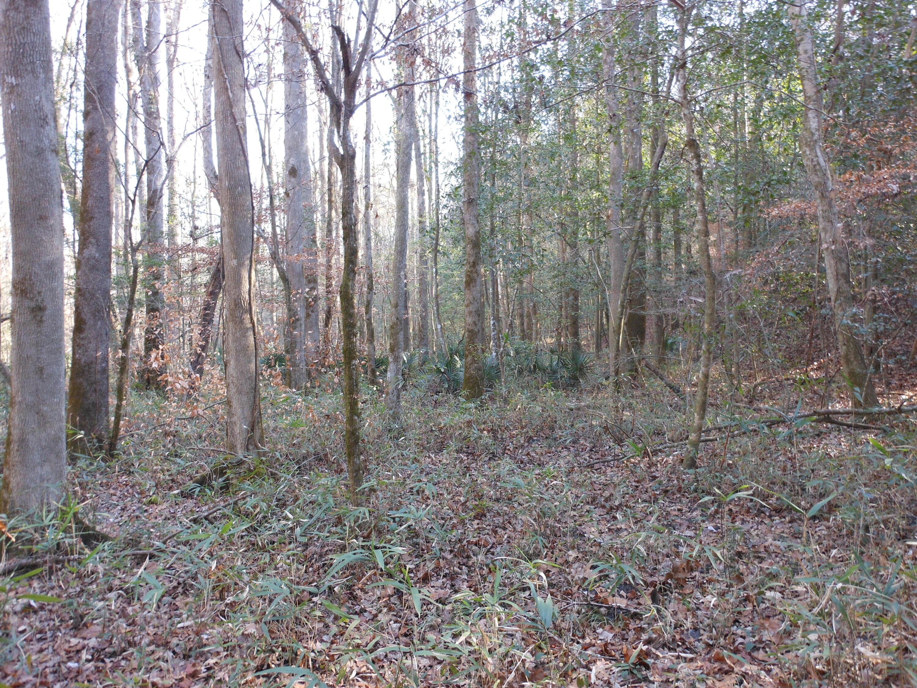 Undeveloped at 0 Ponderosa Road, Waynesboro, GA 30830, photo 34 of 45