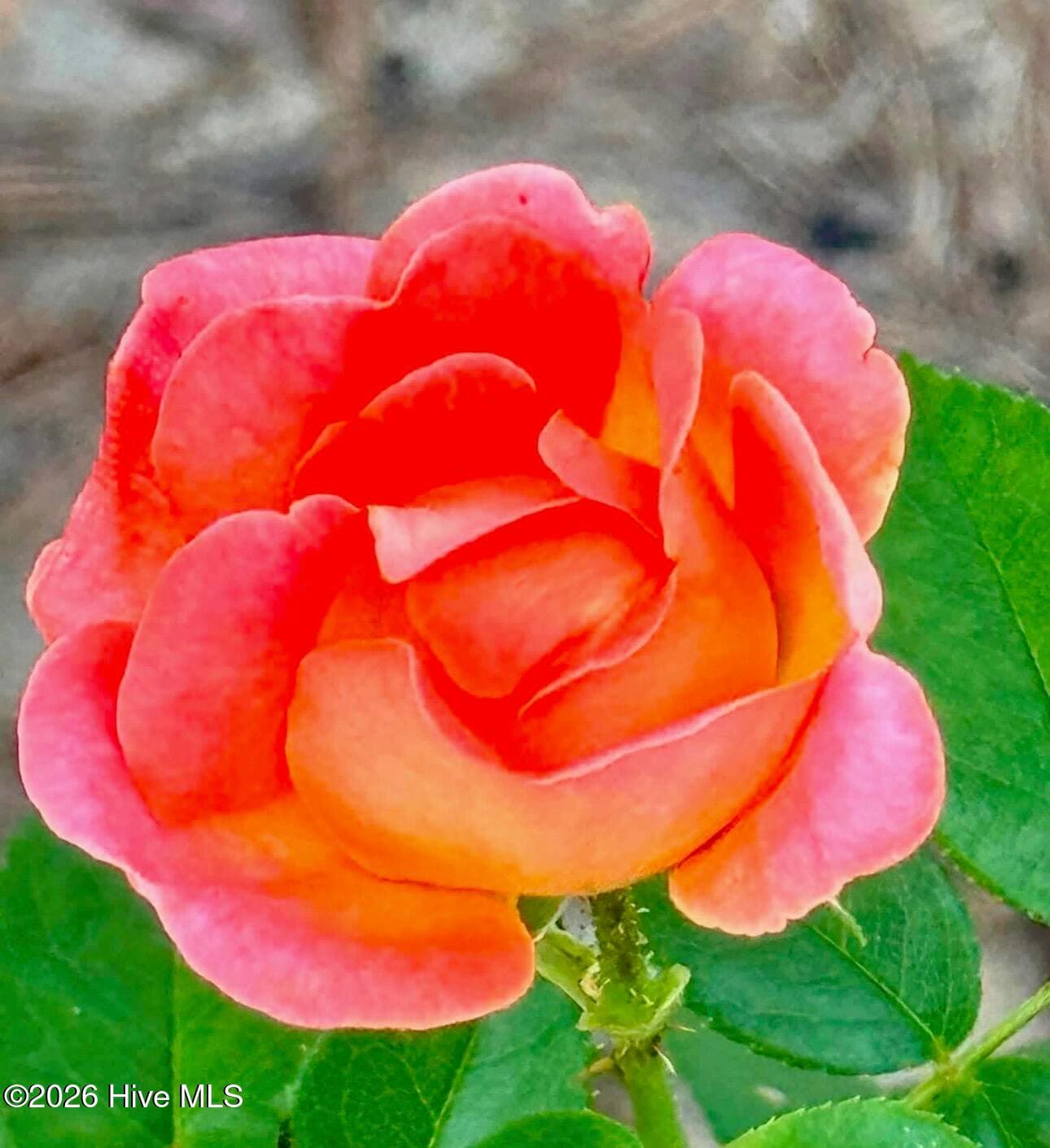 SEASONAL FLOWERS IN YARD - 1874 Slatestone Road, Washington, NC 27889