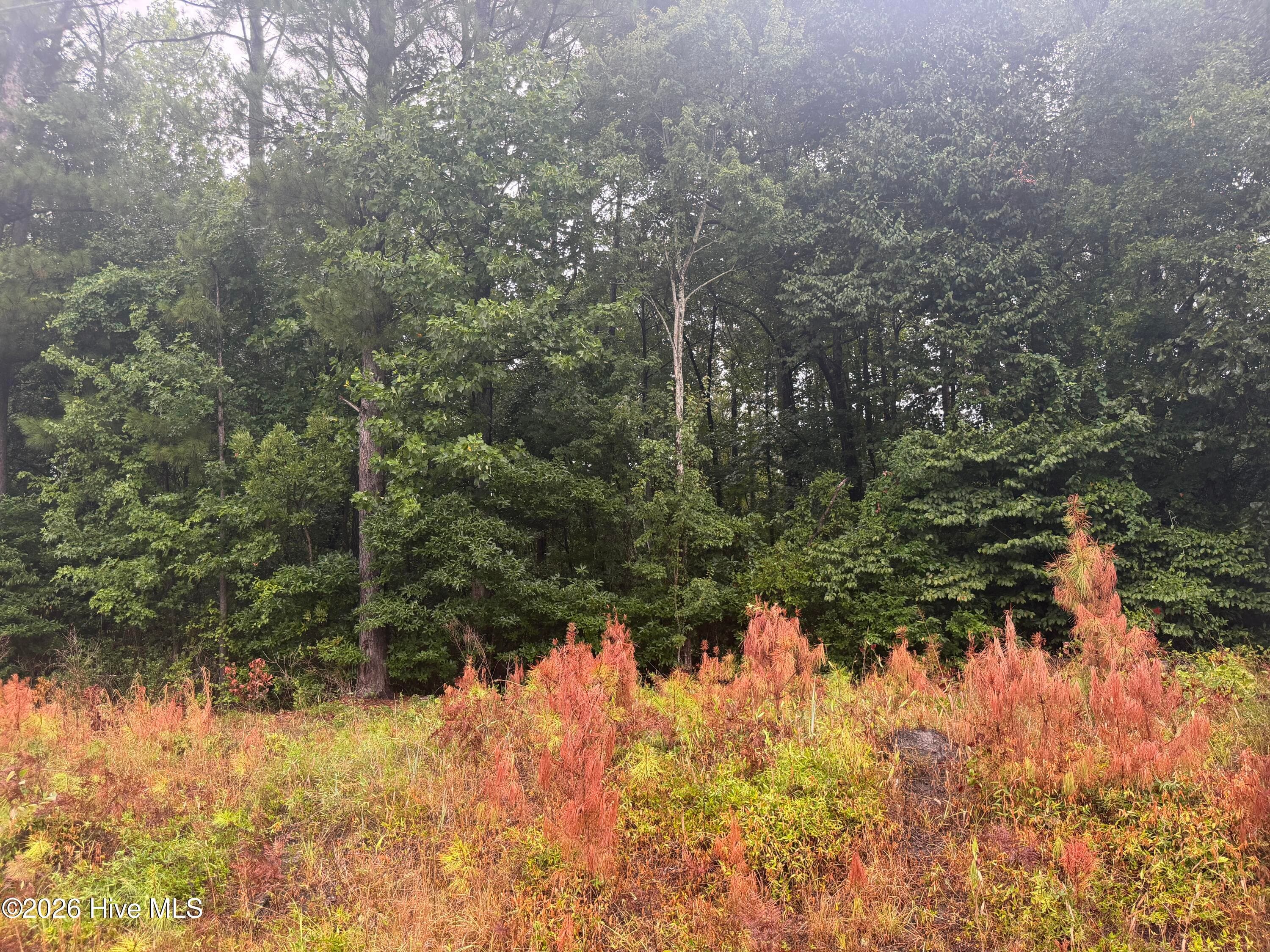 Wooded at 000 Richlands Highway, Jacksonville, NC 28540, photo 5 of 8
