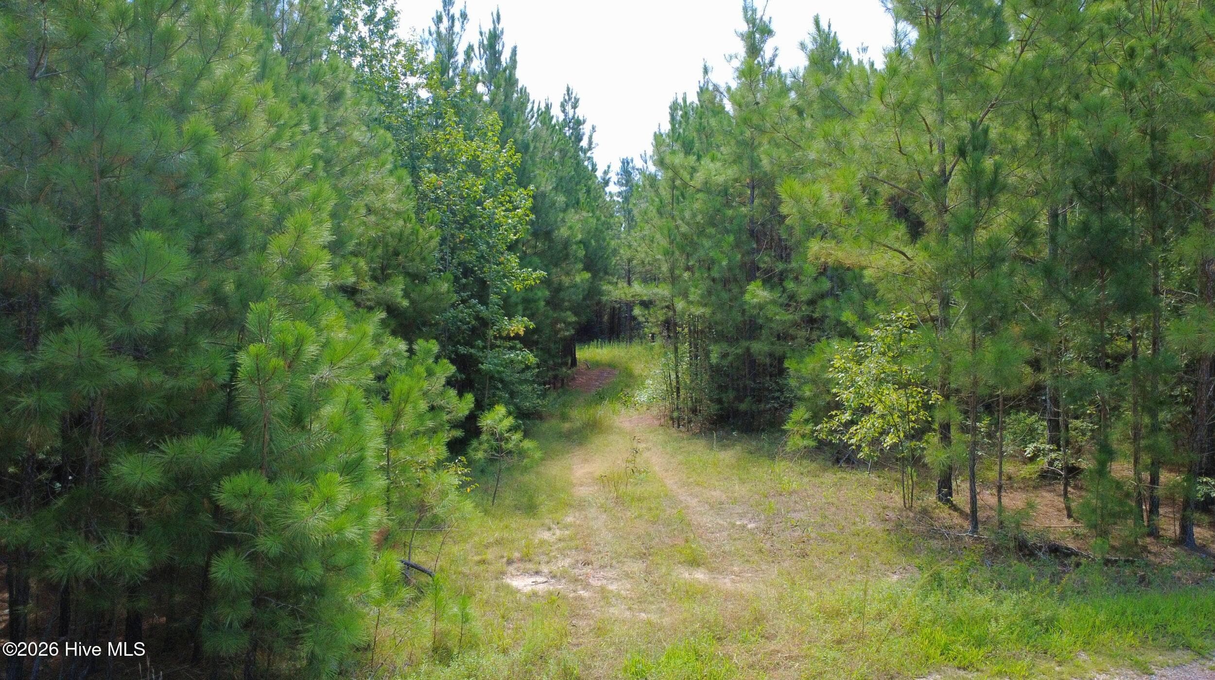 Undeveloped at 239 16 Lick Creek Road, Carthage, NC 28327, photo 7 of 12