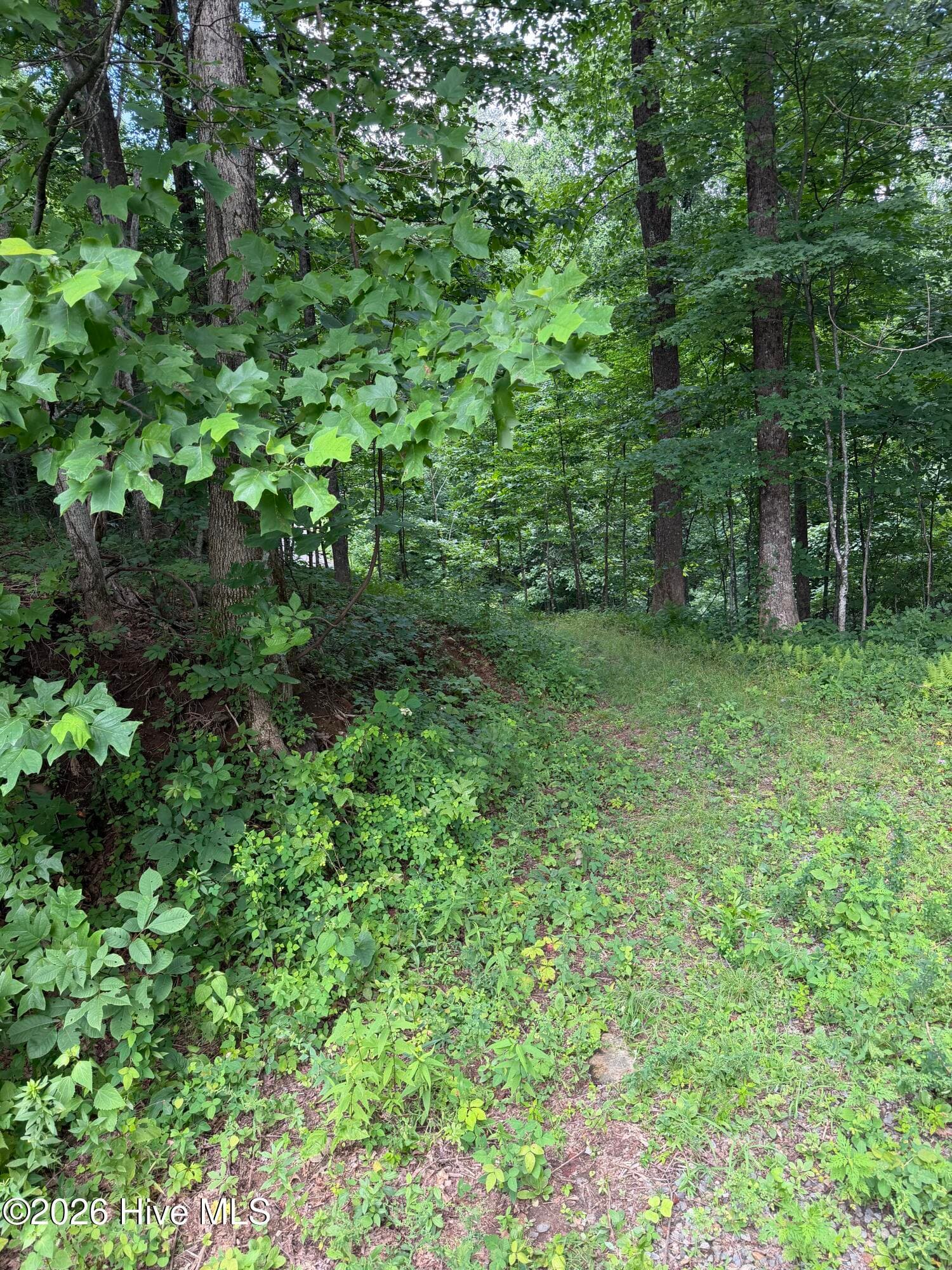Wooded at Lot 2 Outlook Road, Murphy, NC 28906, photo 5 of 6