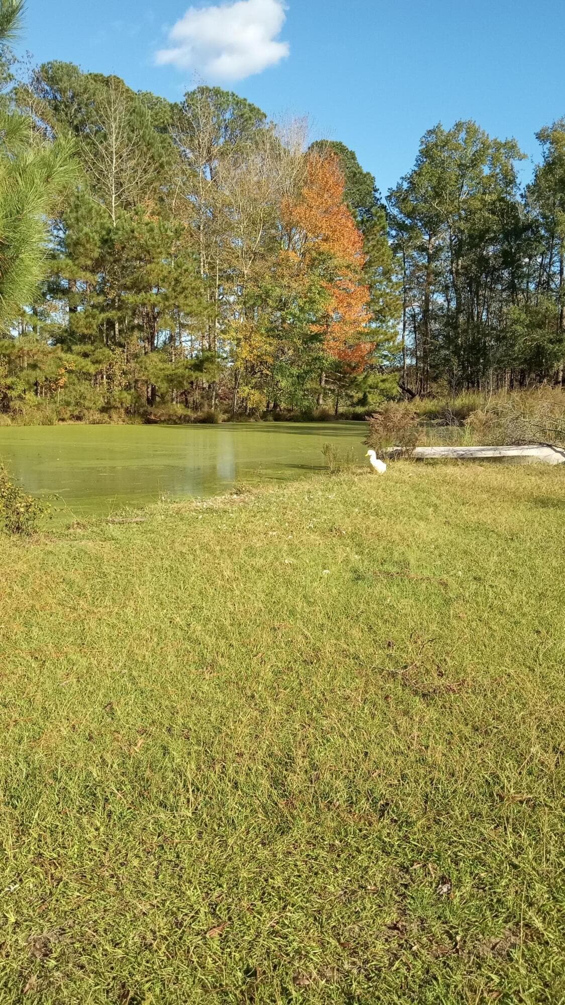 Undeveloped at Tbd2 Sc-23, Edgefield, SC 29824, photo 39 of 41