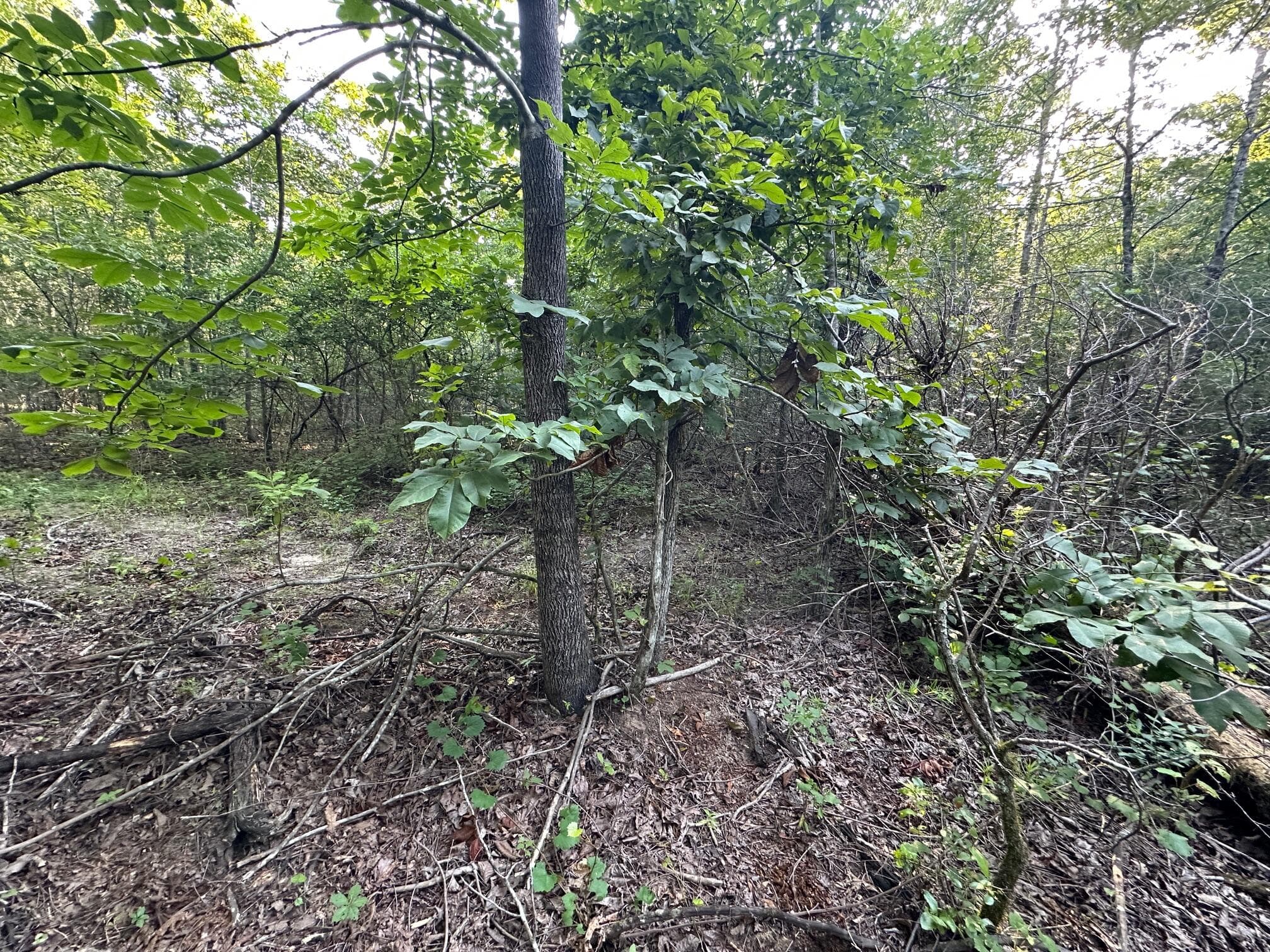 Undeveloped at 2576 Jessie James Pond Road, Wrens, GA 30833, photo 41 of 56