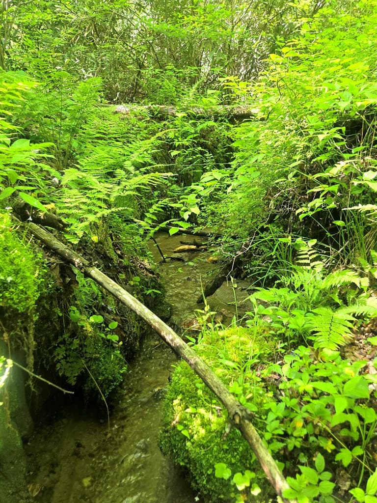Undeveloped at 00 Vincent Colvin Road, Robbinsville, NC 28771, photo 11 of 18