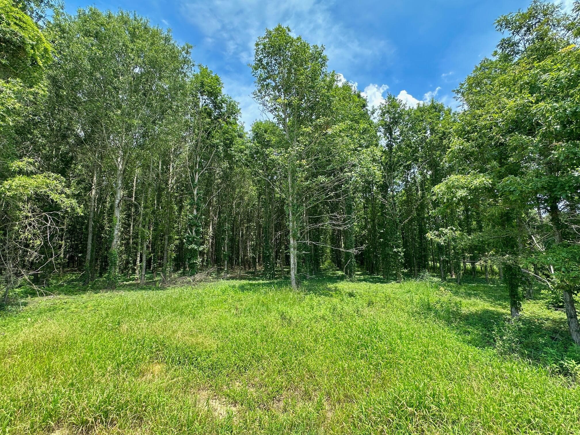 Residential Lot at 0 Chappel Road, Waynesboro, GA 30830, photo 8 of 15