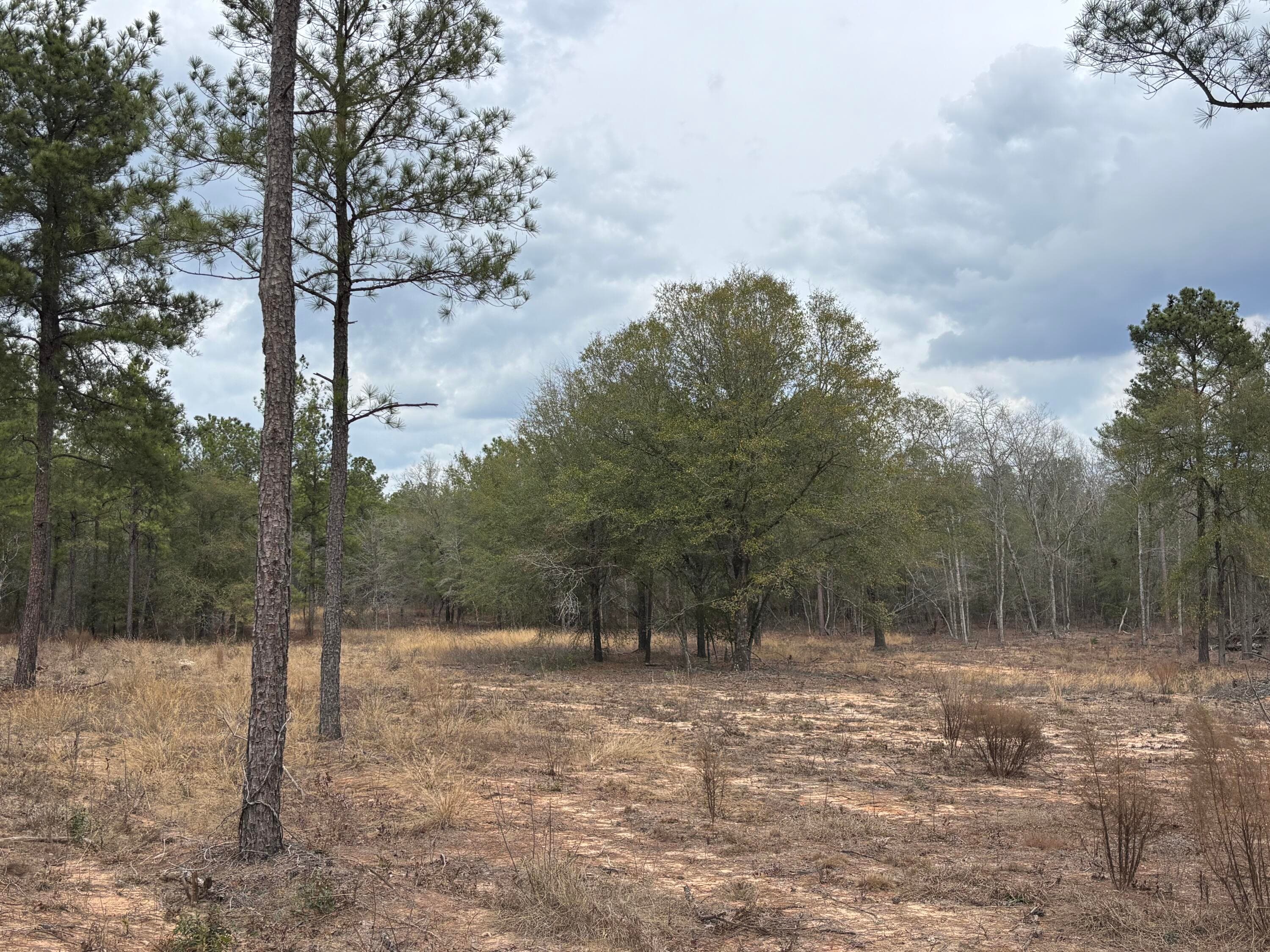 Undeveloped at 745 Wright Allen Road, Blythe, GA 30805, photo 4 of 18