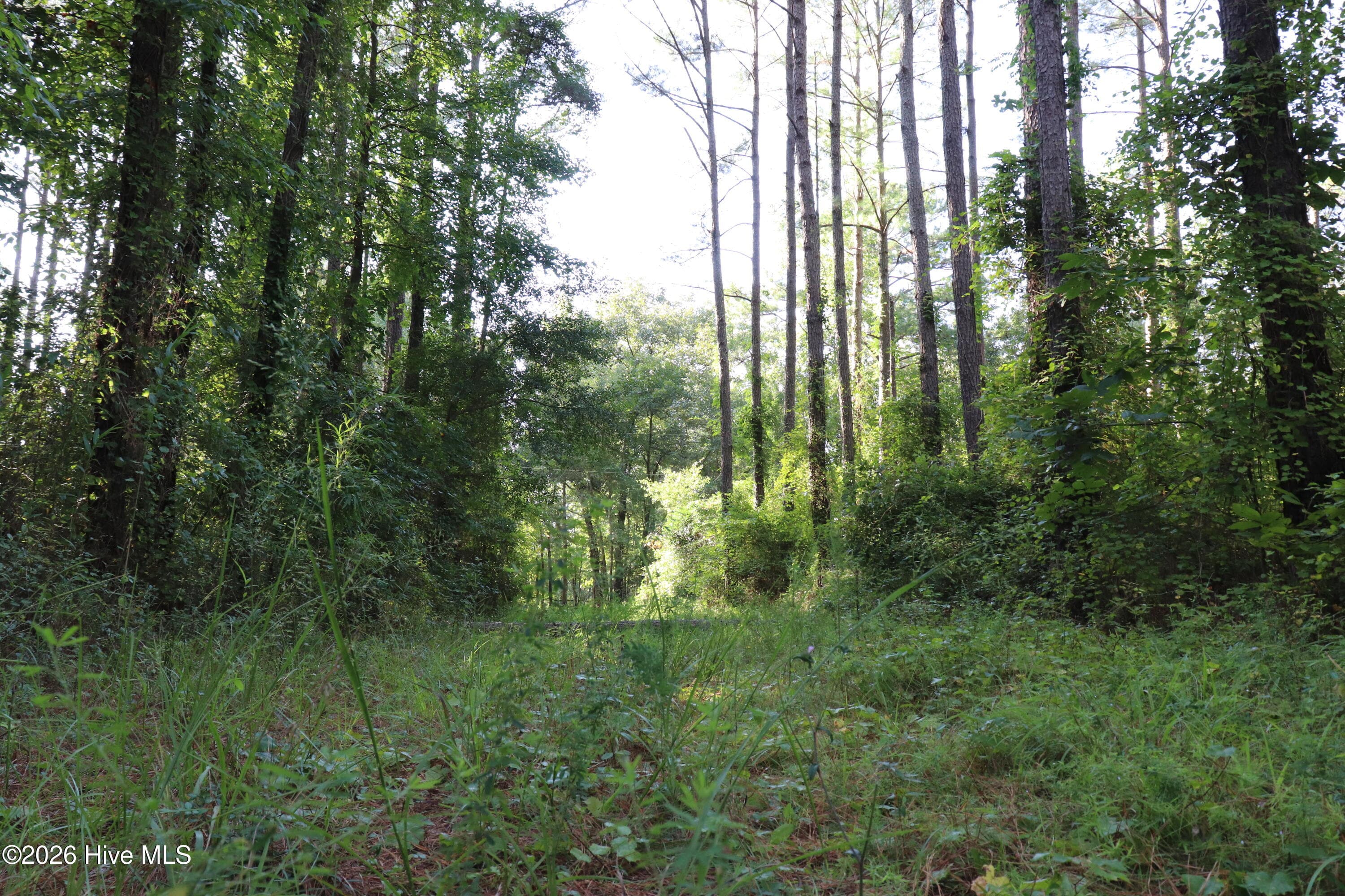 View from within lot looking up the path - Tbd 14 & 15 River Haven Lane, Harrells, NC 28444