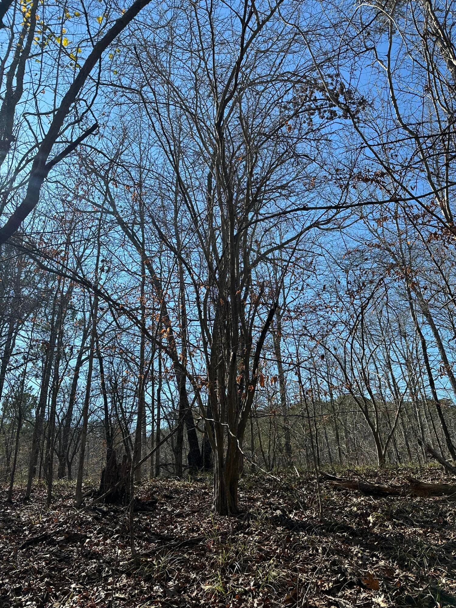Residential Lot at Lot 31 31 Willow Way, Lincolnton, GA 30817, photo 8 of 24