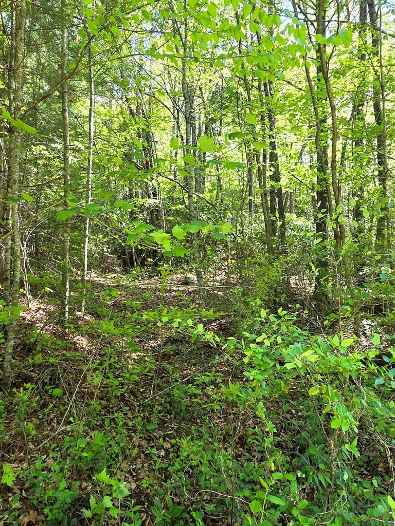Undeveloped at 00 Vincent Colvin Road, Robbinsville, NC 28771, photo 4 of 18