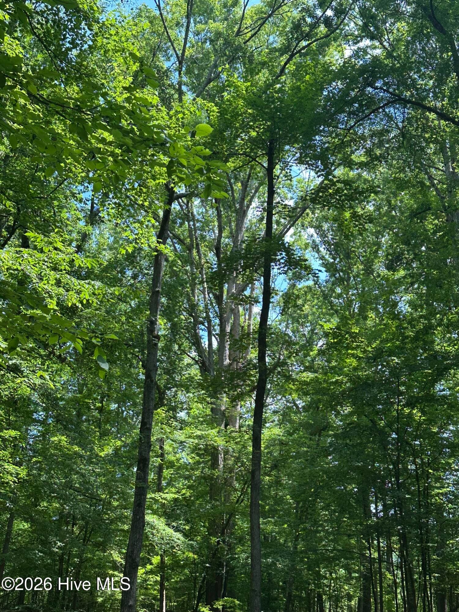 Residential Lot at Lot 17 Lakeshore Estates Drive, Lincolnton, GA 30817, photo 6 of 22