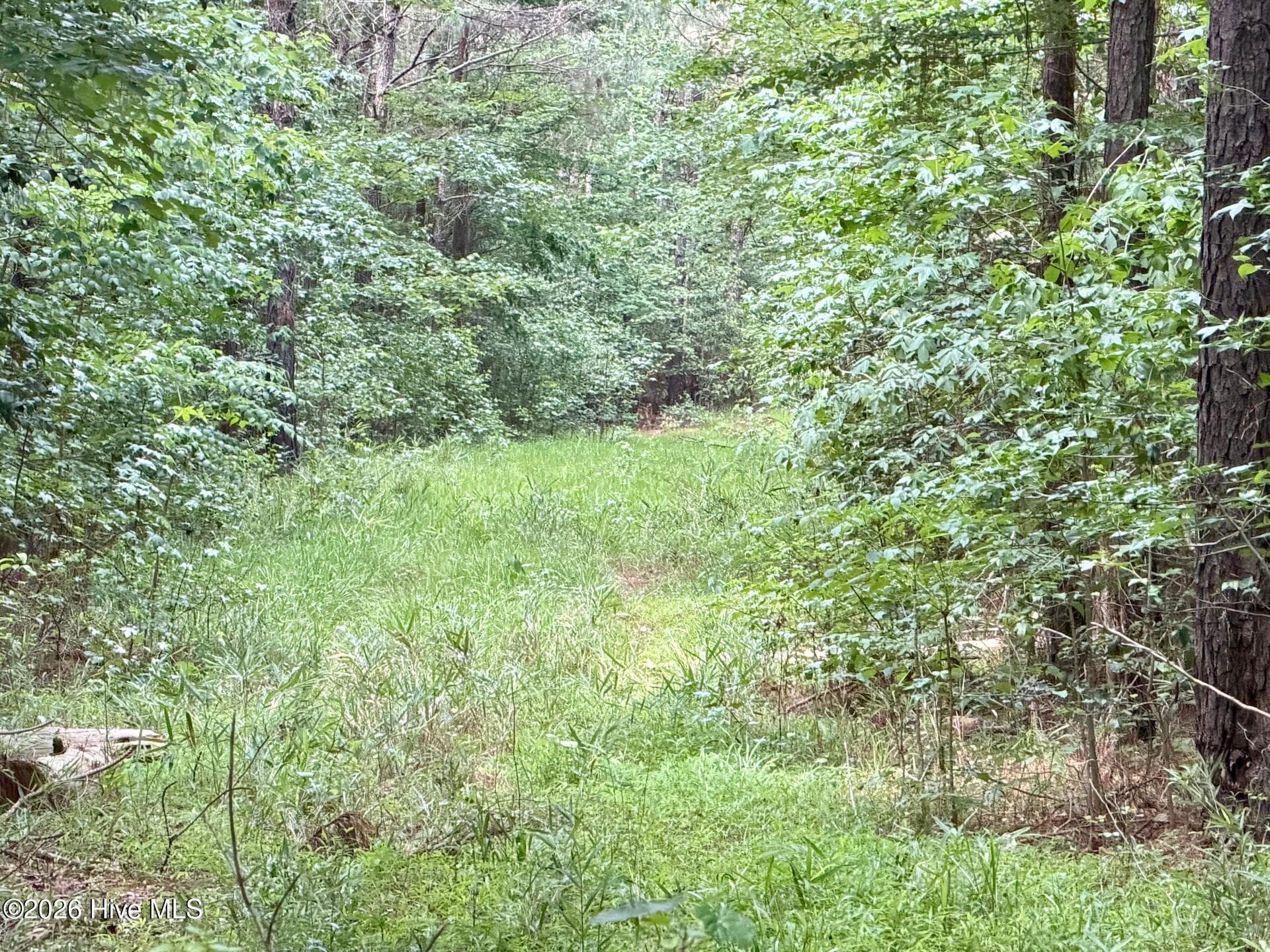 Recreation at 0 Off 1040d Republican Road, Windsor, NC 27983, photo 8 of 27