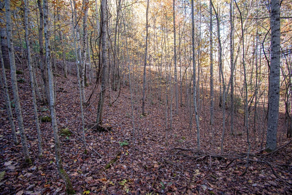 Wooded at Lt 66 66 Choctaw Ridge Trail, Murphy, NC 28906, photo 2 of 10