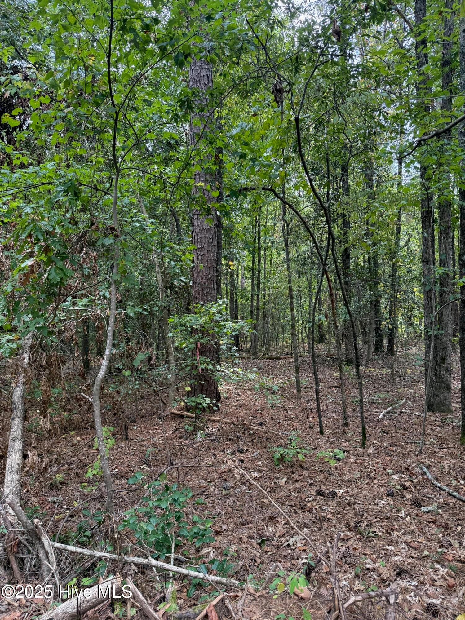 Wooded at 122 49 N State Lane, Rockingham, NC 28379, photo 6 of 7