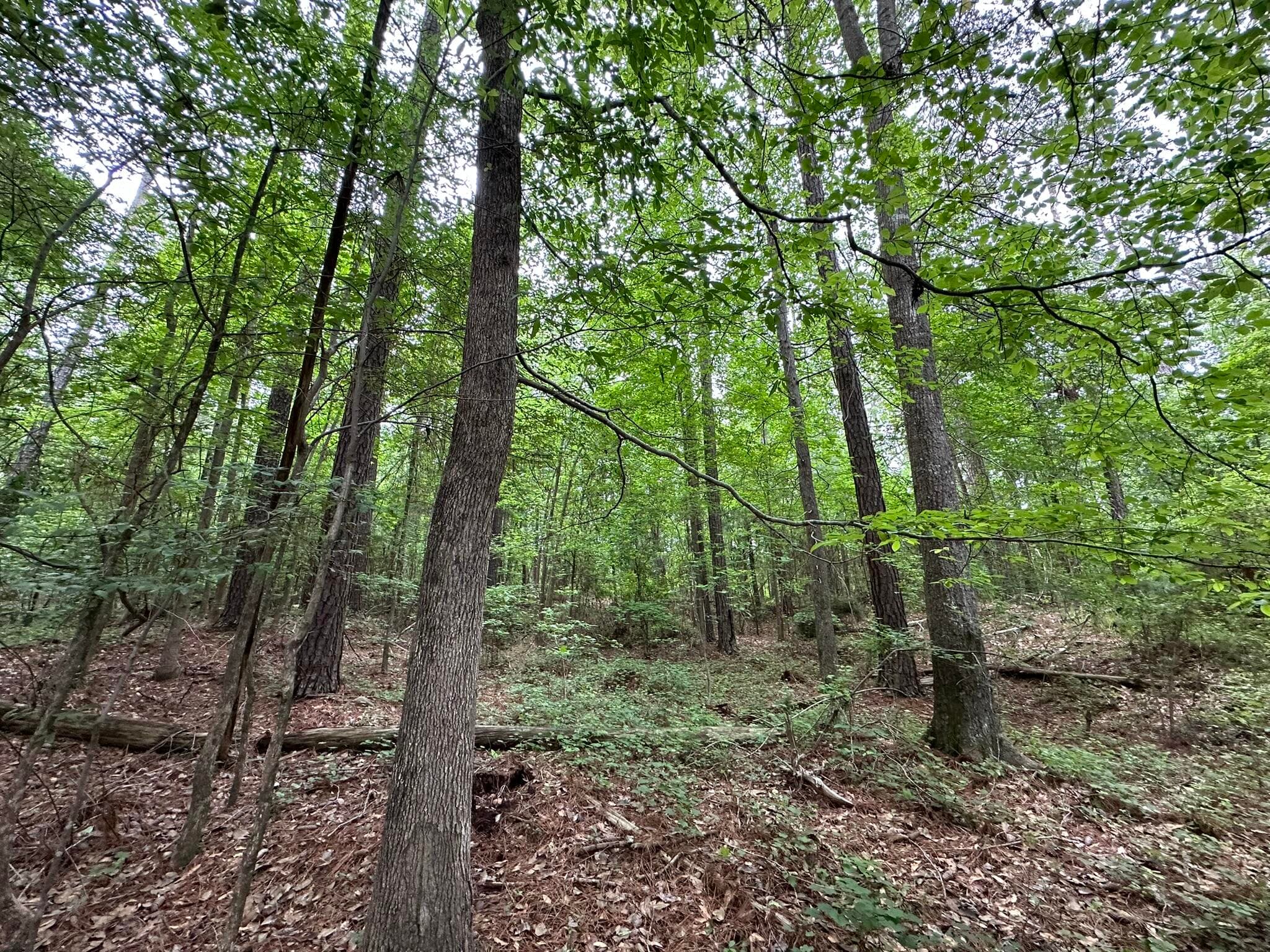 Mixed Use at Lot 3a 3A Elberton Highway, Lincolnton, GA 30817, photo 10 of 27