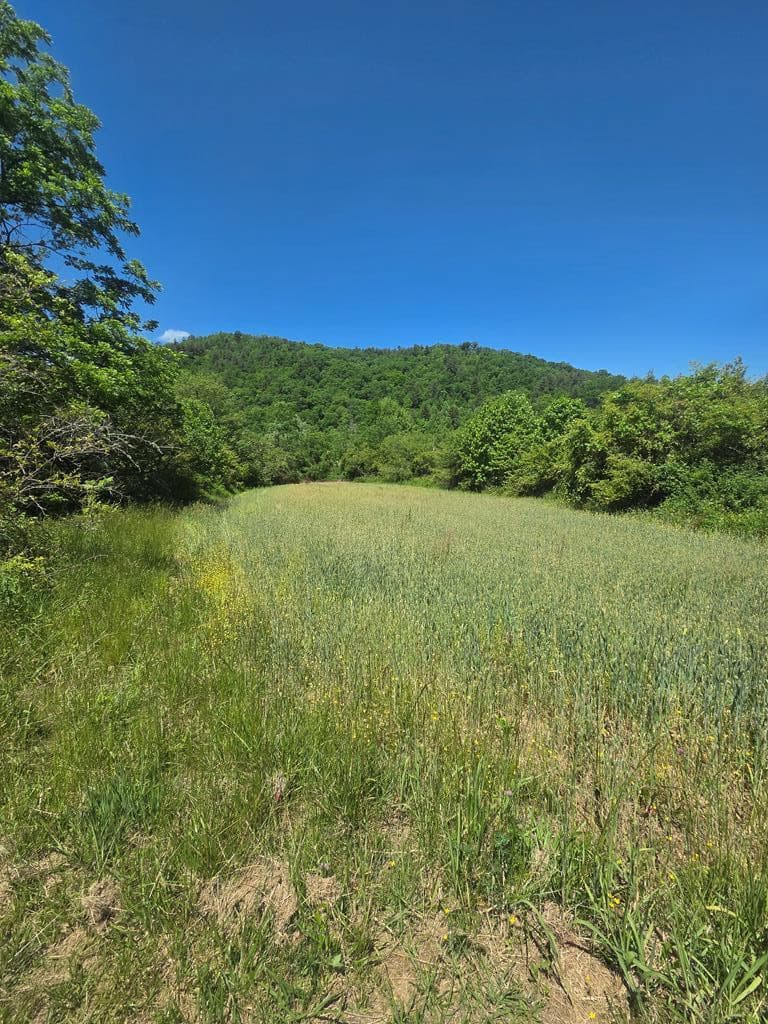 Undeveloped at 00 Vincent Colvin Road, Robbinsville, NC 28771, photo 18 of 18