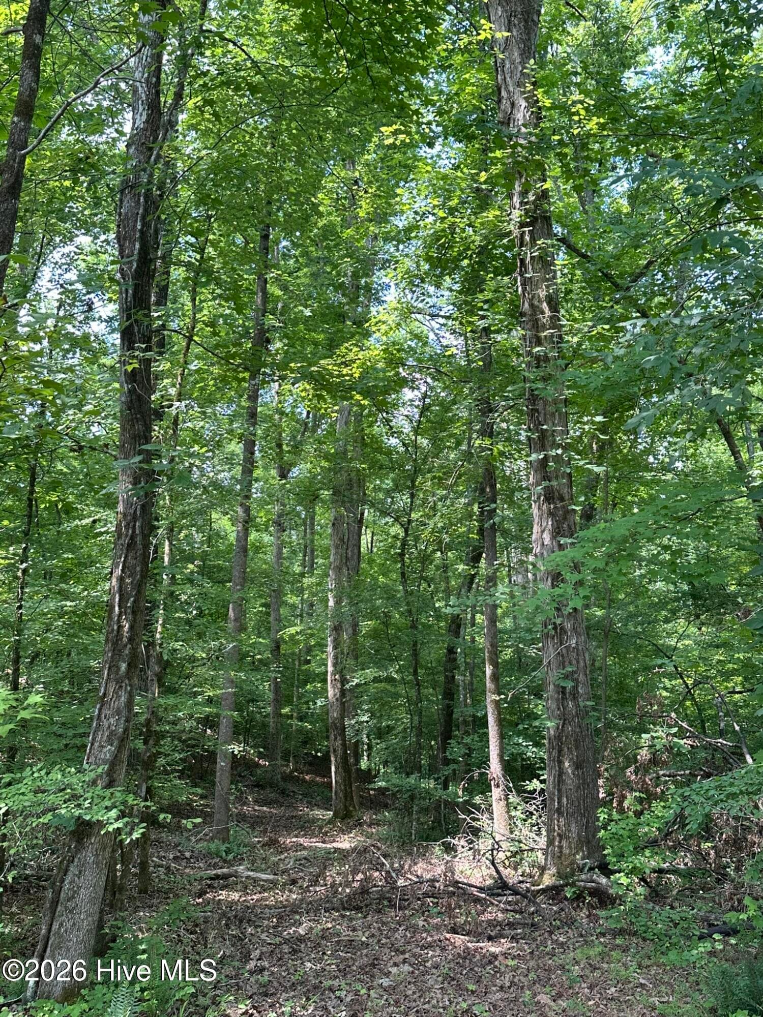 previously cleared path through property - Lot 17 Lakeshore Estates Drive, Lincolnton, GA 30817