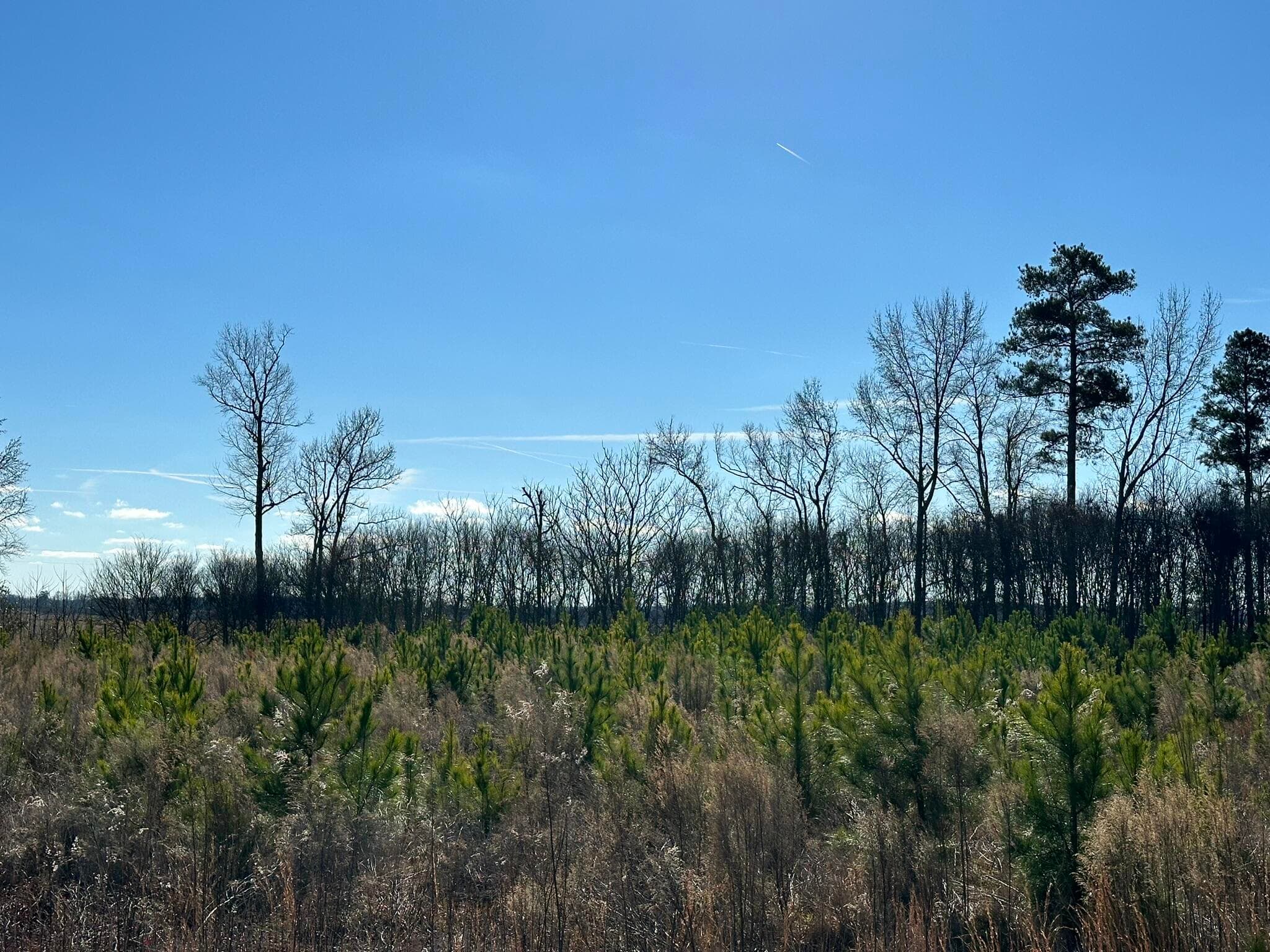 Residential Lot at Lot 6 6 Triangle Road, Louisville, GA 30434, photo 7 of 10