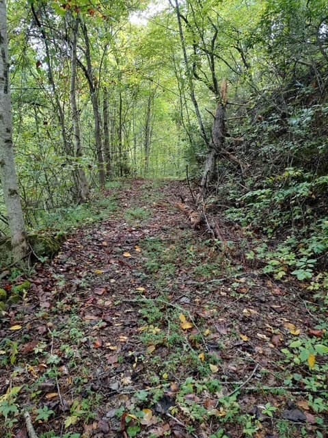 Land at 0 Yellow Branch Sr 1241, Robbinsville, NC 28771, photo 6 of 7