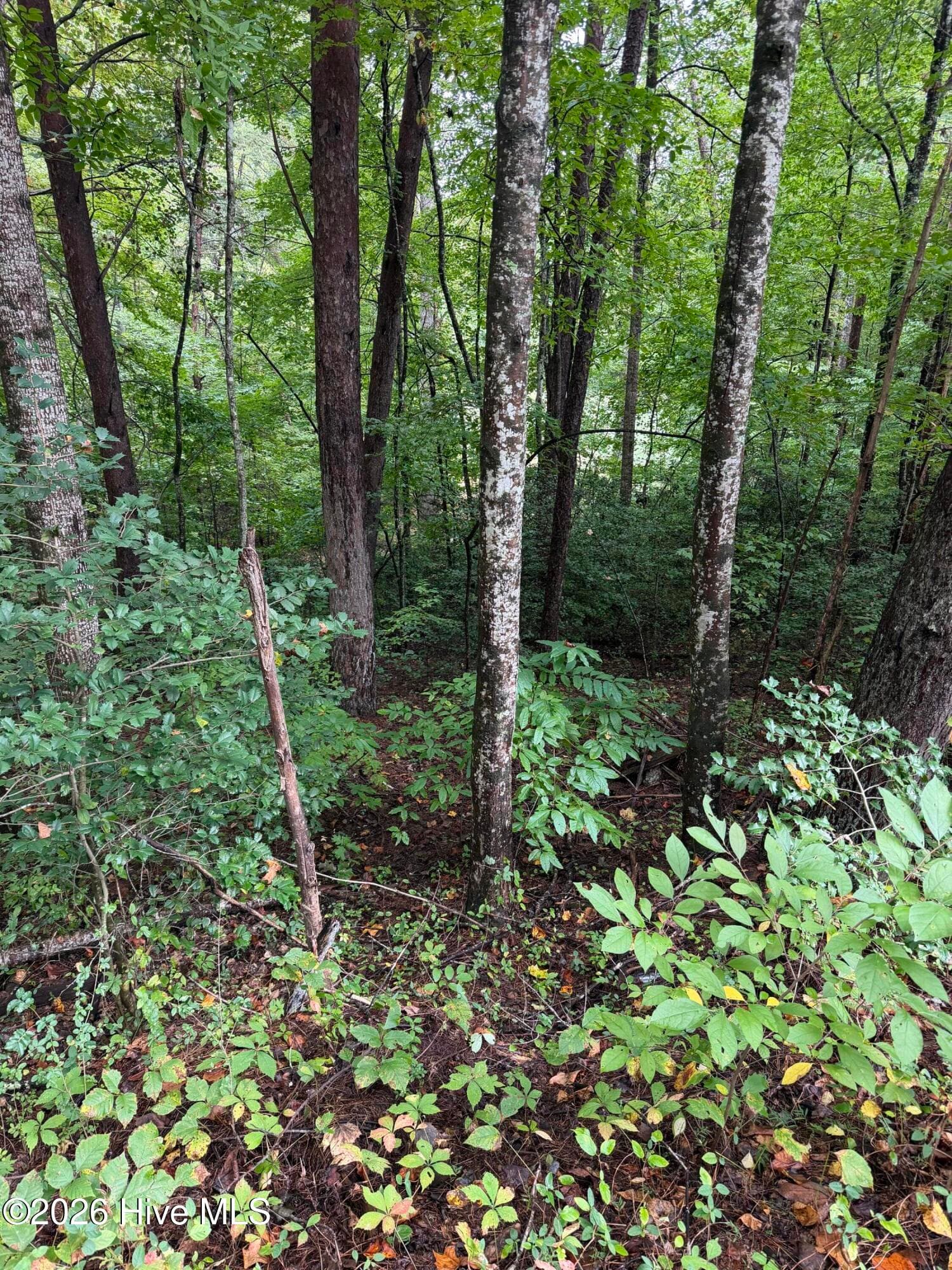 Residential Lot at 0 Little Wolf Creek Road, Murphy, NC 28906, photo 3 of 3
