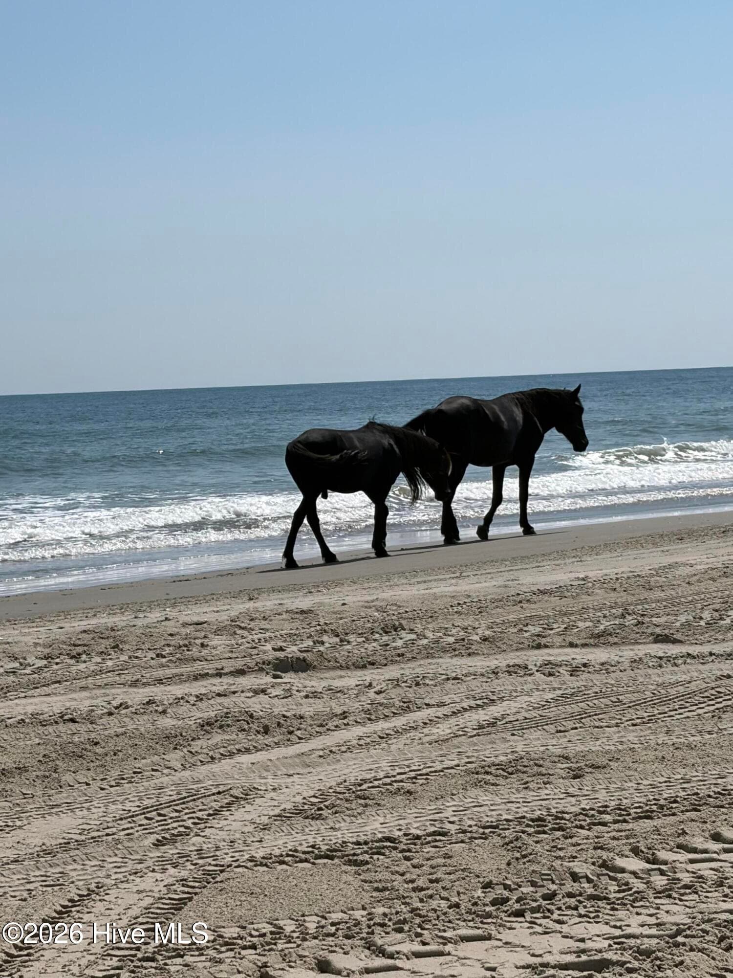 A quick boat ride across the sound from RiversEdge takes you to the OBX 4x4 beach where the wild mustangs roam - 102 Blue Heron Cove, Moyock, NC 27958