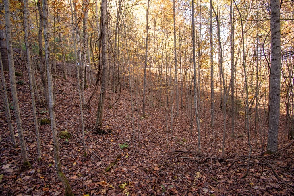 Wooded at Lt 66 66 Choctaw Ridge Trail, Murphy, NC 28906, photo 6 of 10