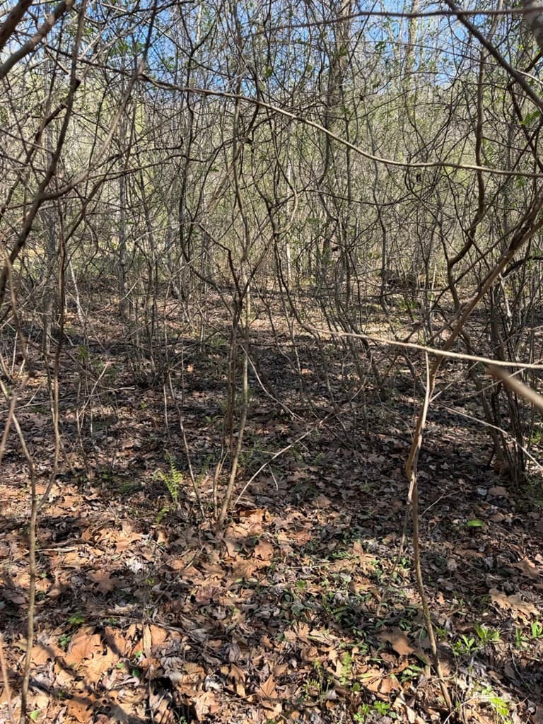 Residential Lot at Lot 16-N High Meadows Drive, Hayesville, NC 28904, Hayesville, photo 2 of 2