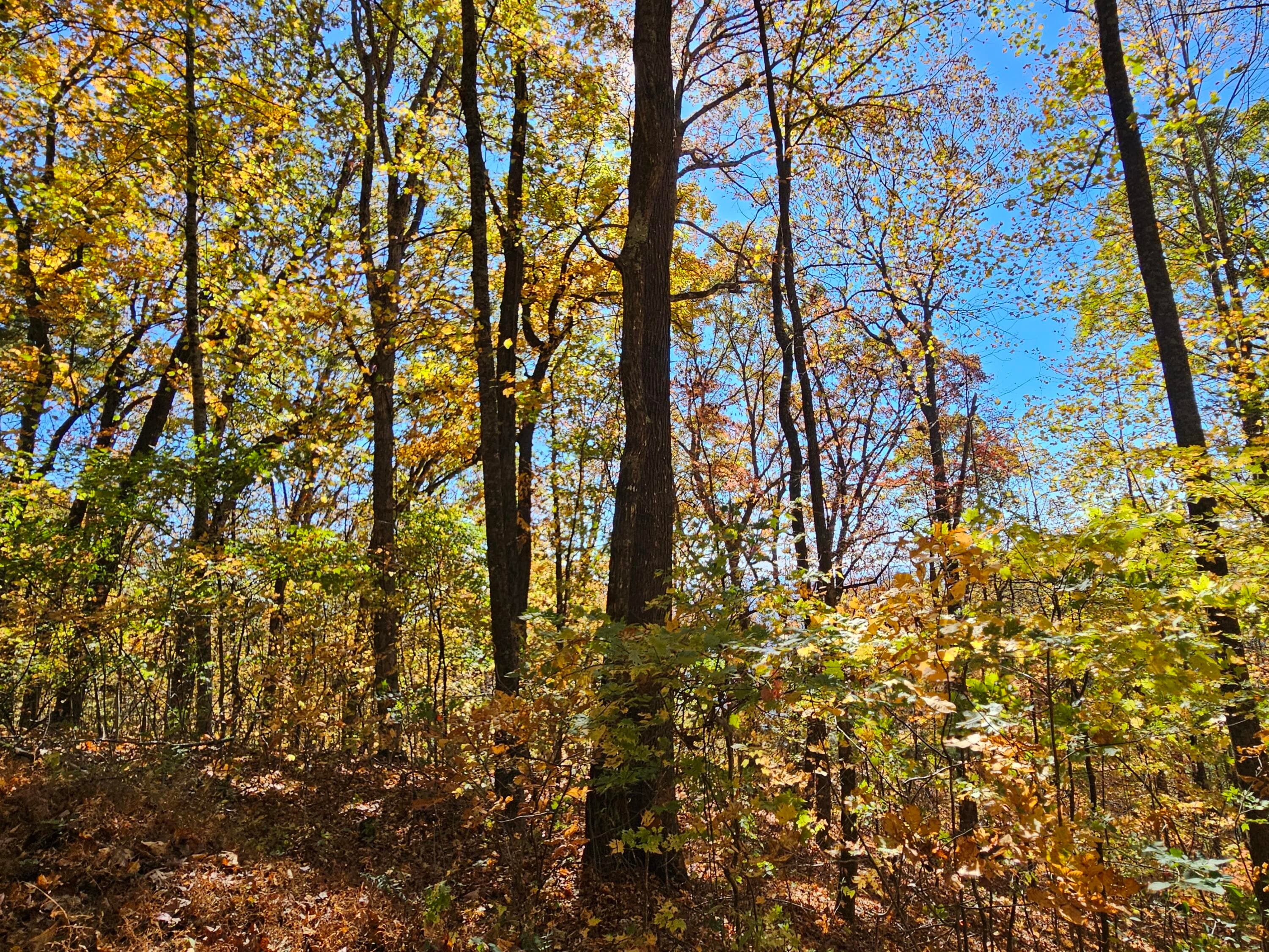 Undeveloped at 0 Confederate Drive, Clayton, GA 30525, photo 11 of 30