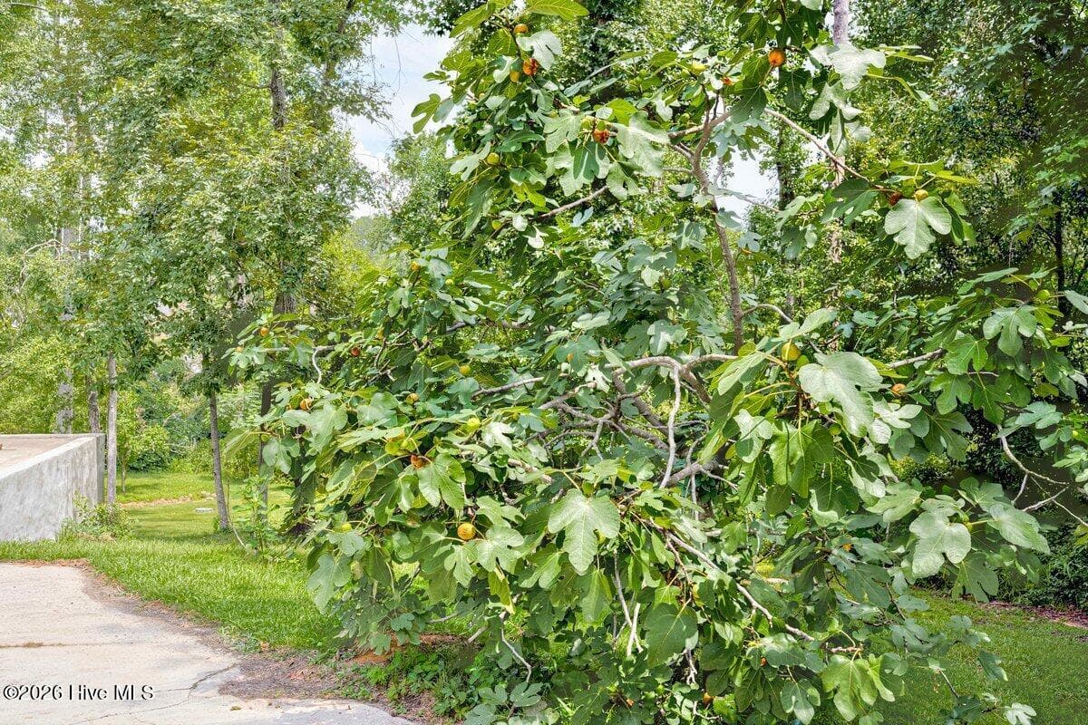 Fruit Tree - 4279 Deerwood Lane E, Evans, GA 30809