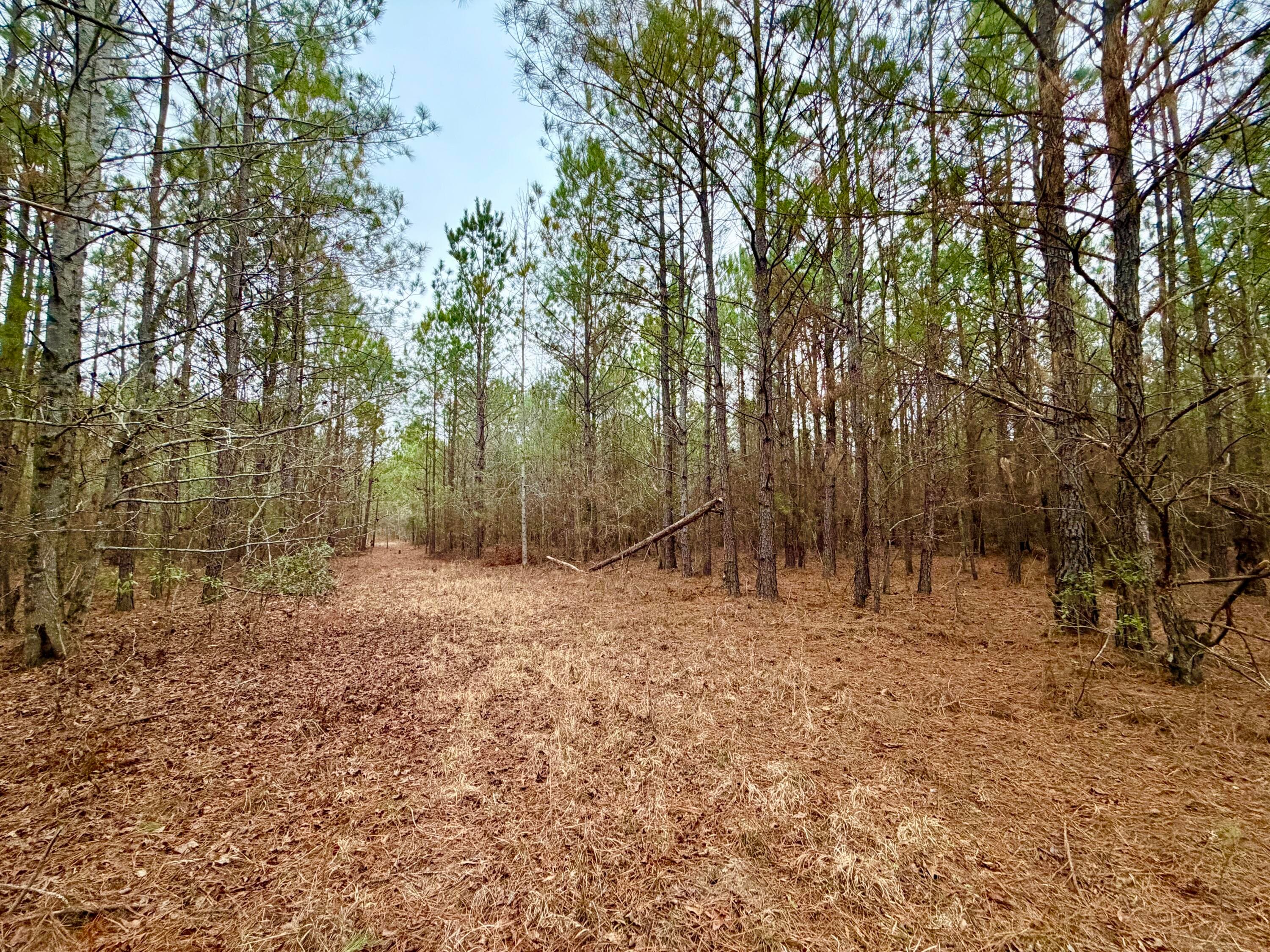 Undeveloped at Tract 3 Ga-305, Midville, GA 30441, photo 8 of 14