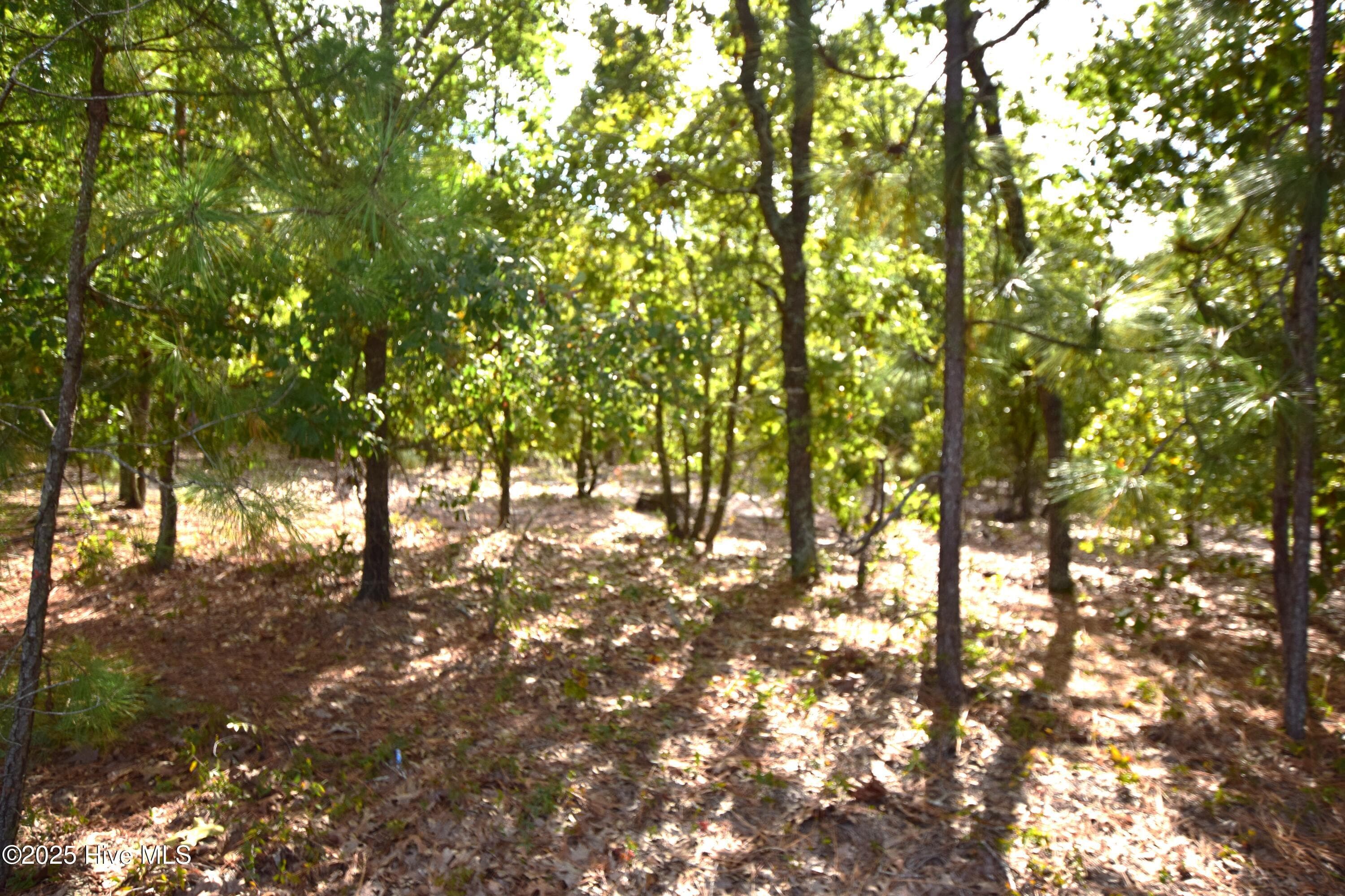 Wooded at 1035 Mill Road, Jackson Springs, NC 27281, photo 3 of 5
