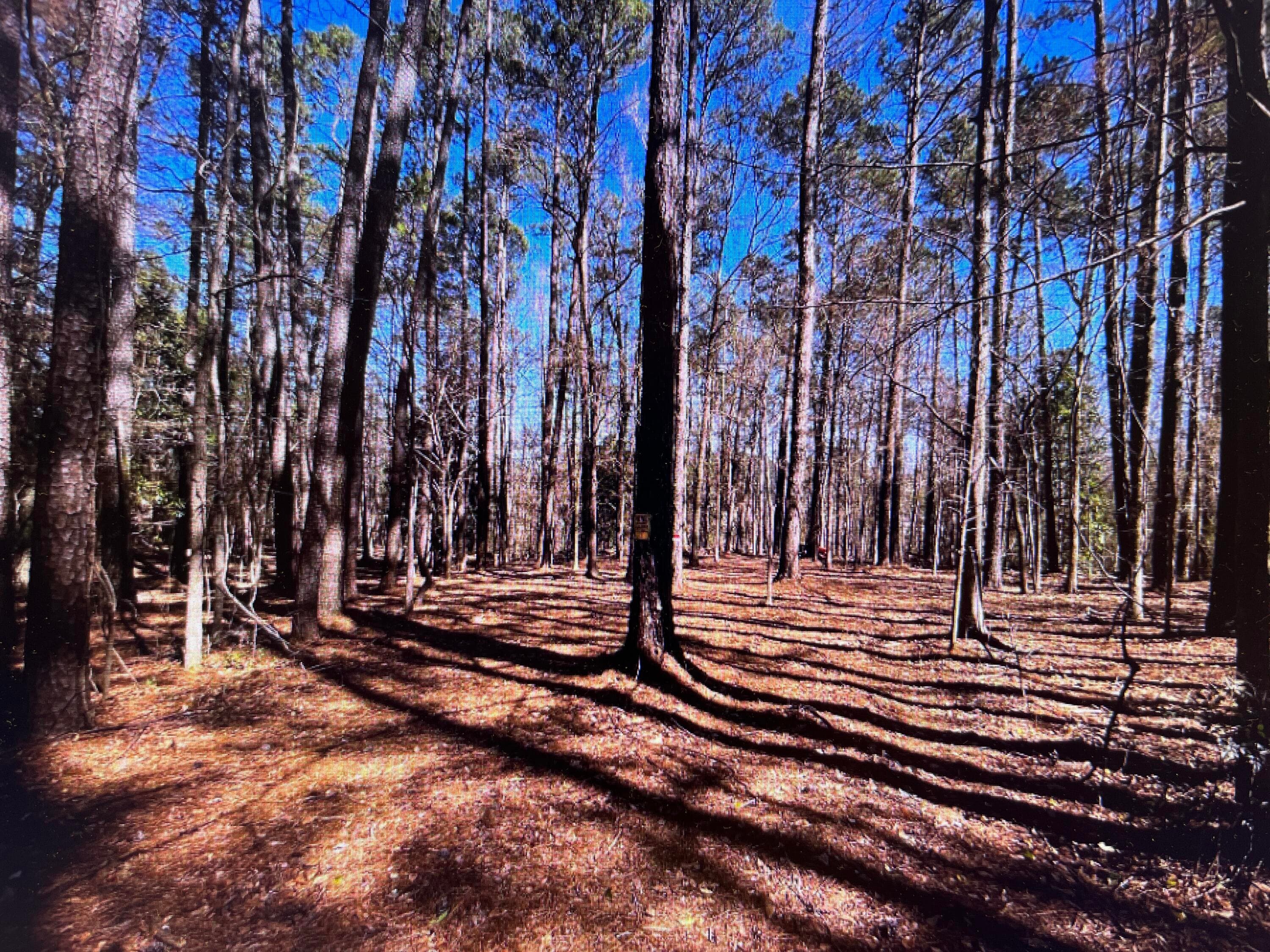 Undeveloped at 0 Osprey Lane, Martinez, GA 30907, photo 5 of 5