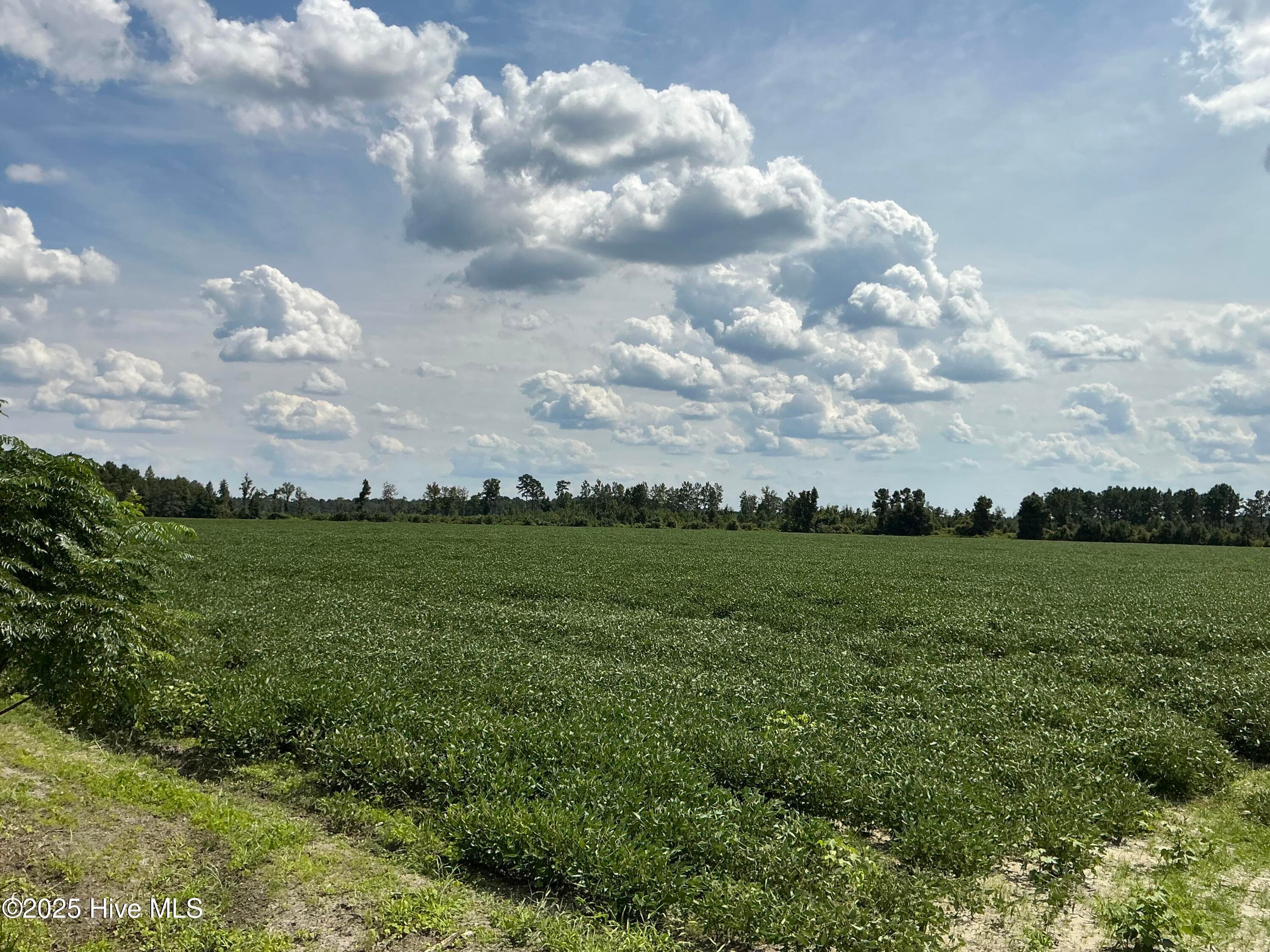 Farm at 0 Near 685 Rossie Ober Road, Whiteville, NC 28472, photo 2 of 9