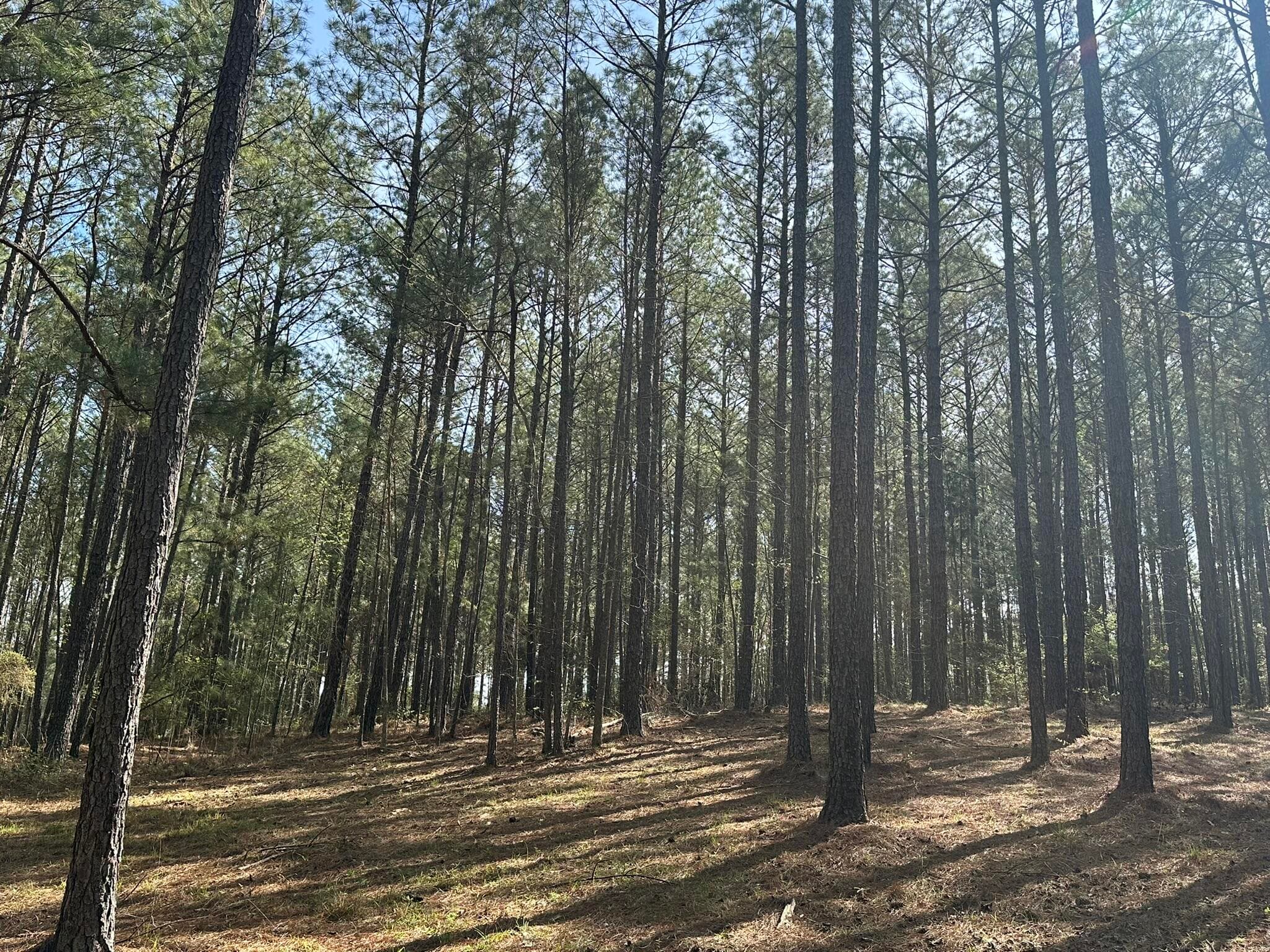 Residential Lot at Lot 65 65 Maiden Cane Way, Lincolnton, GA 30817, photo 5 of 59