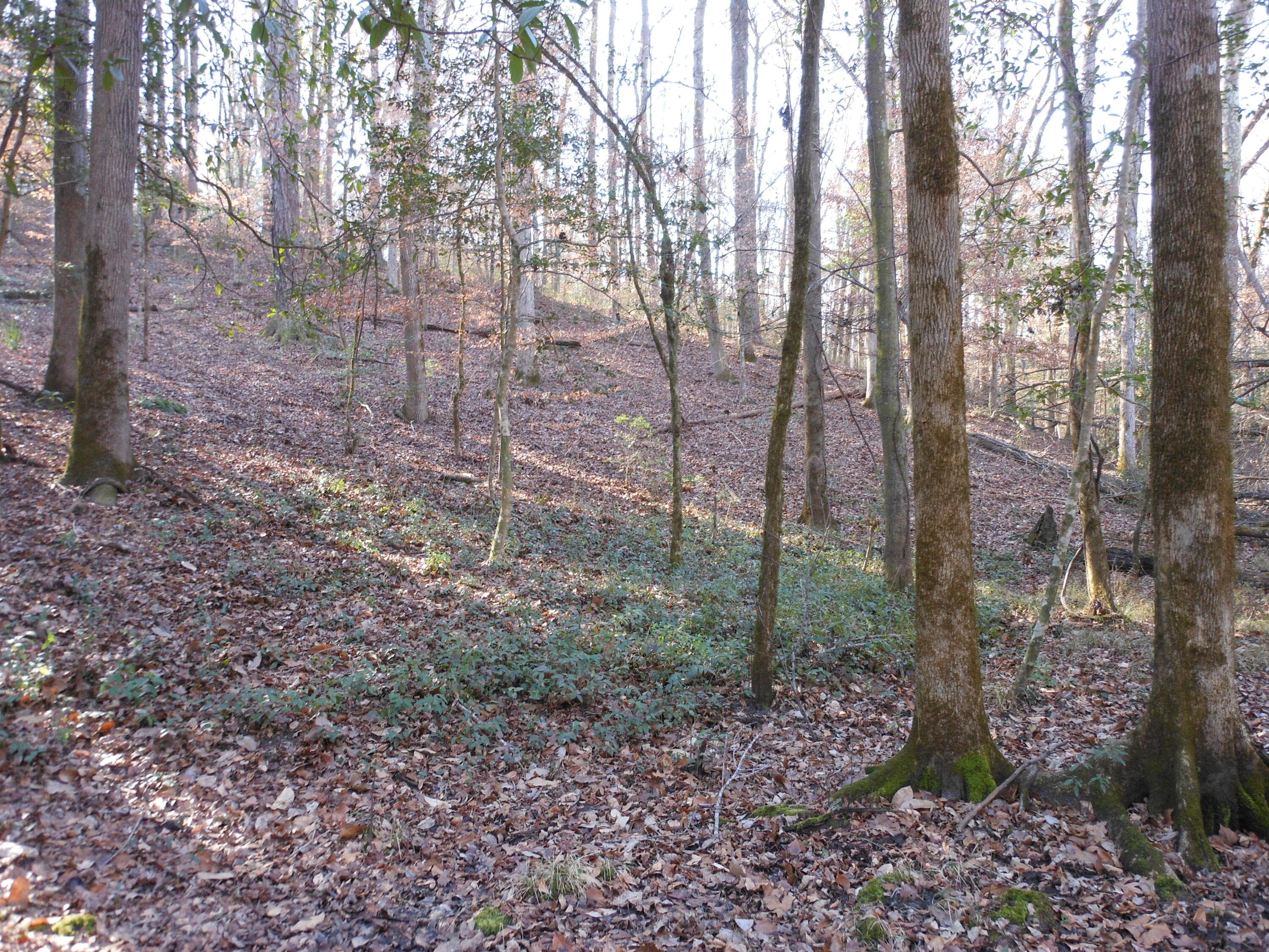 Undeveloped at 0 Ponderosa Road, Waynesboro, GA 30830, photo 33 of 45