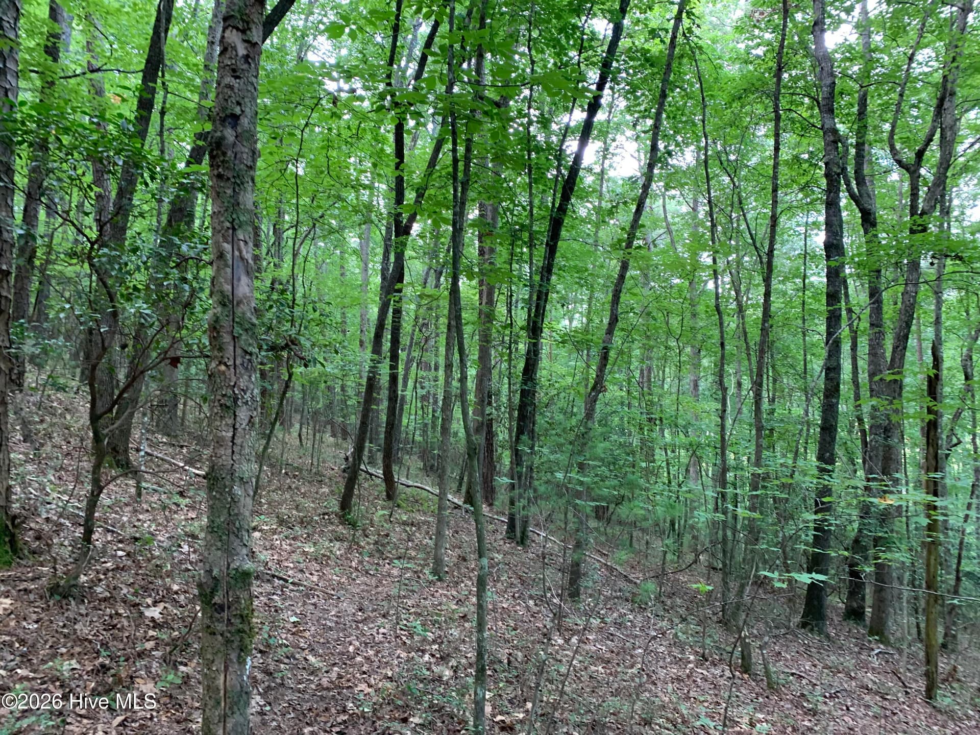Wooded at 2.87 Ac Hedden Road, Murphy, NC 28906, photo 10 of 14