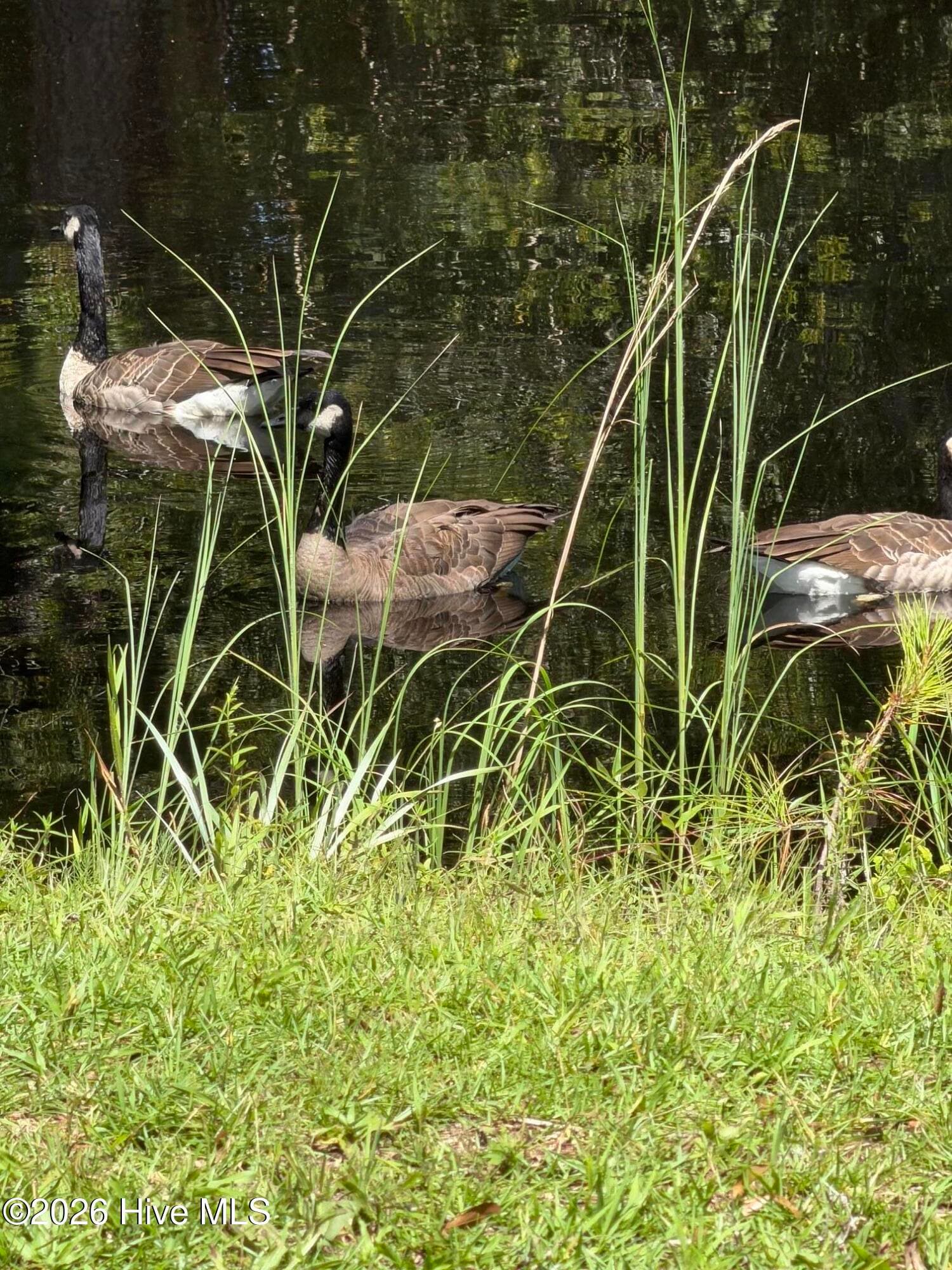 Geese on pond - 606 Galley Court, Hampstead, NC 28443