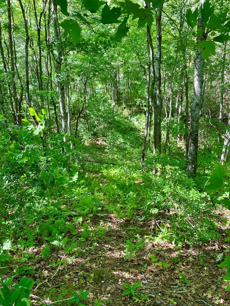 Land at 00 Deer Run, Robbinsville, NC 28771, photo 4 of 7