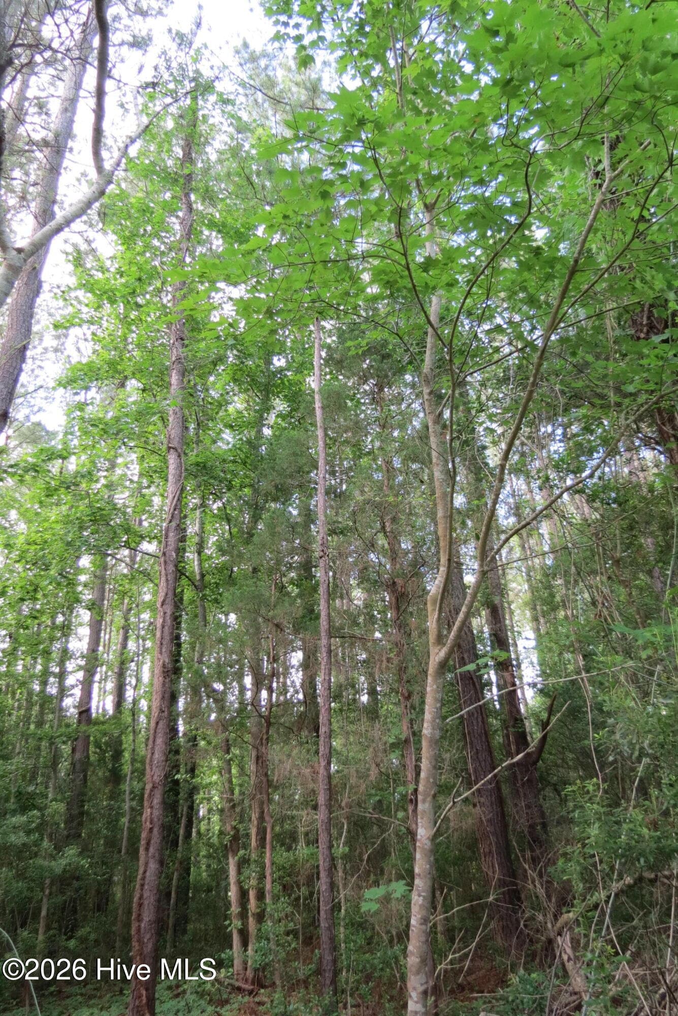 Residential Lot at 20 19 Teal Road, Merritt, NC 28556, photo 8 of 22