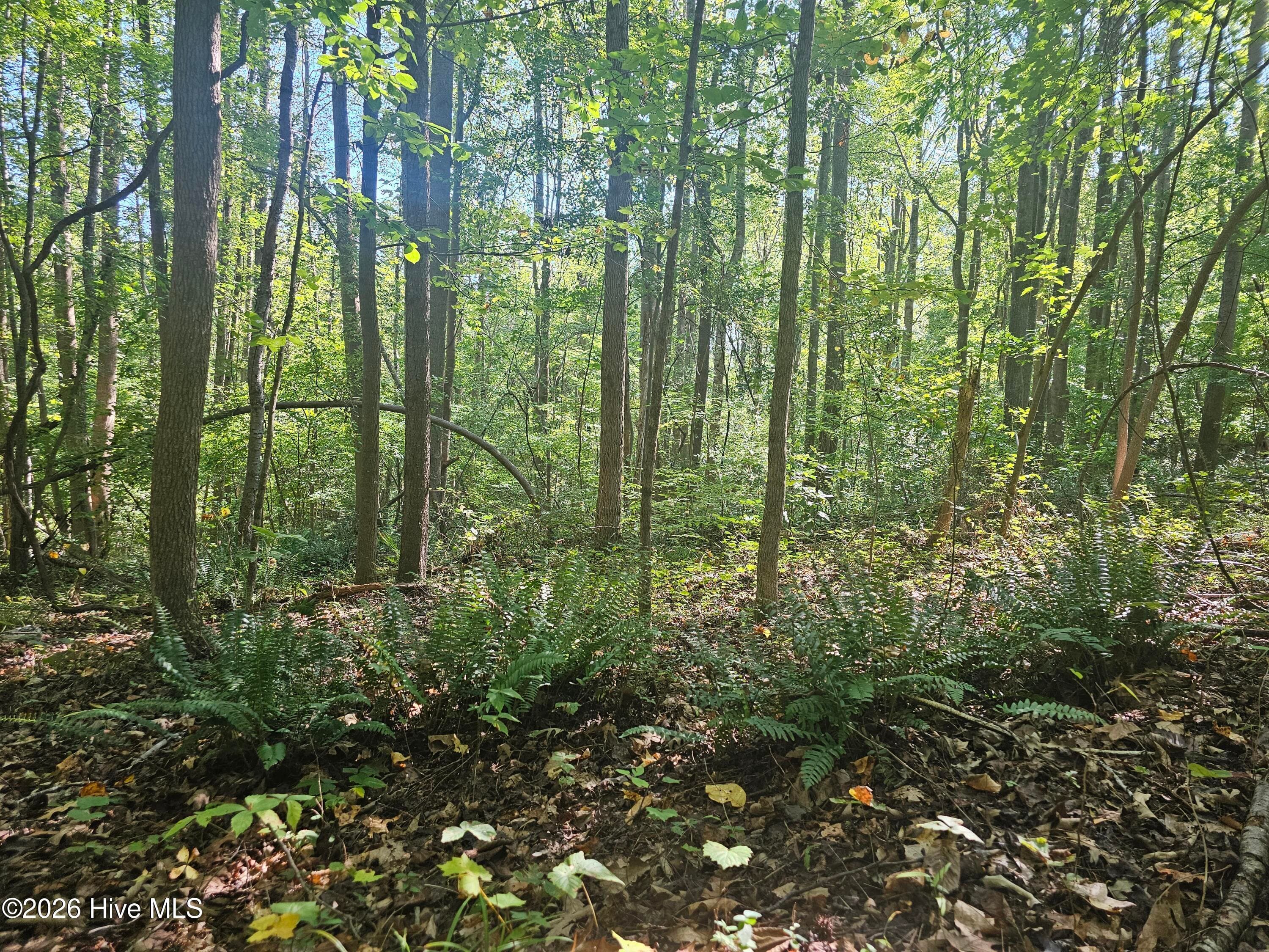 Wooded at 0 Off Old County Home Road, Nashville, NC 27856, photo 2 of 3