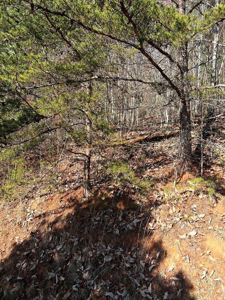 Residential Lot at Lot 56c 56C Indian Trail, Hayesville, NC 28904, photo 4 of 9