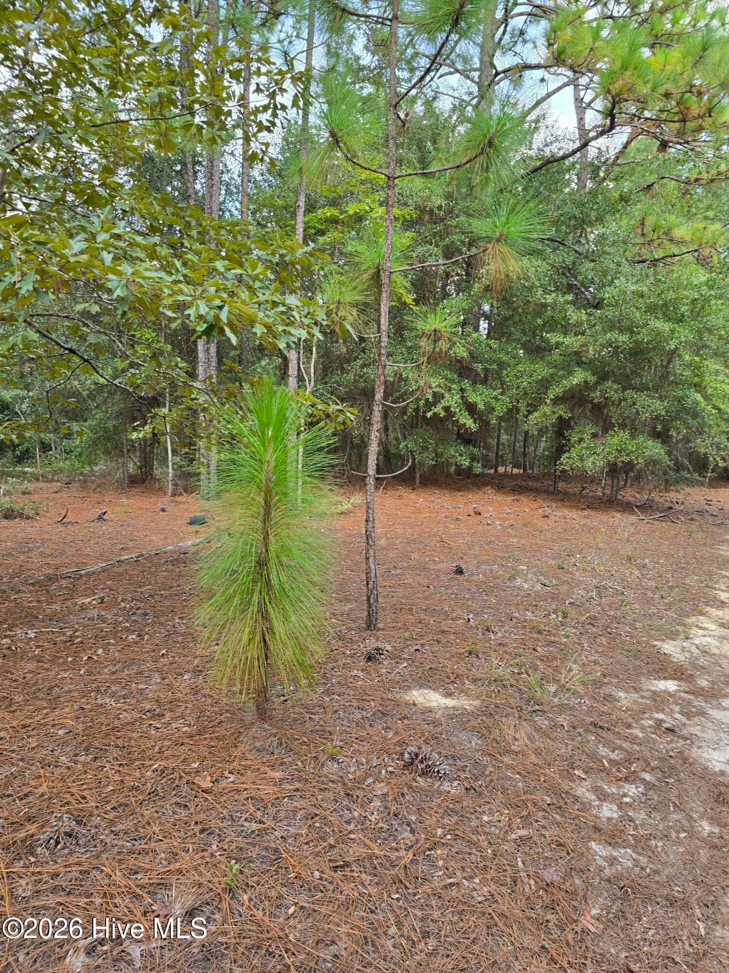 317 R J Johnson Road, Allendale, SC 29810