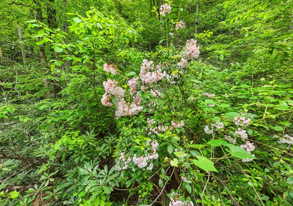 Land at 399 Shell Stand Road, Almond, NC 28702, photo 10 of 21