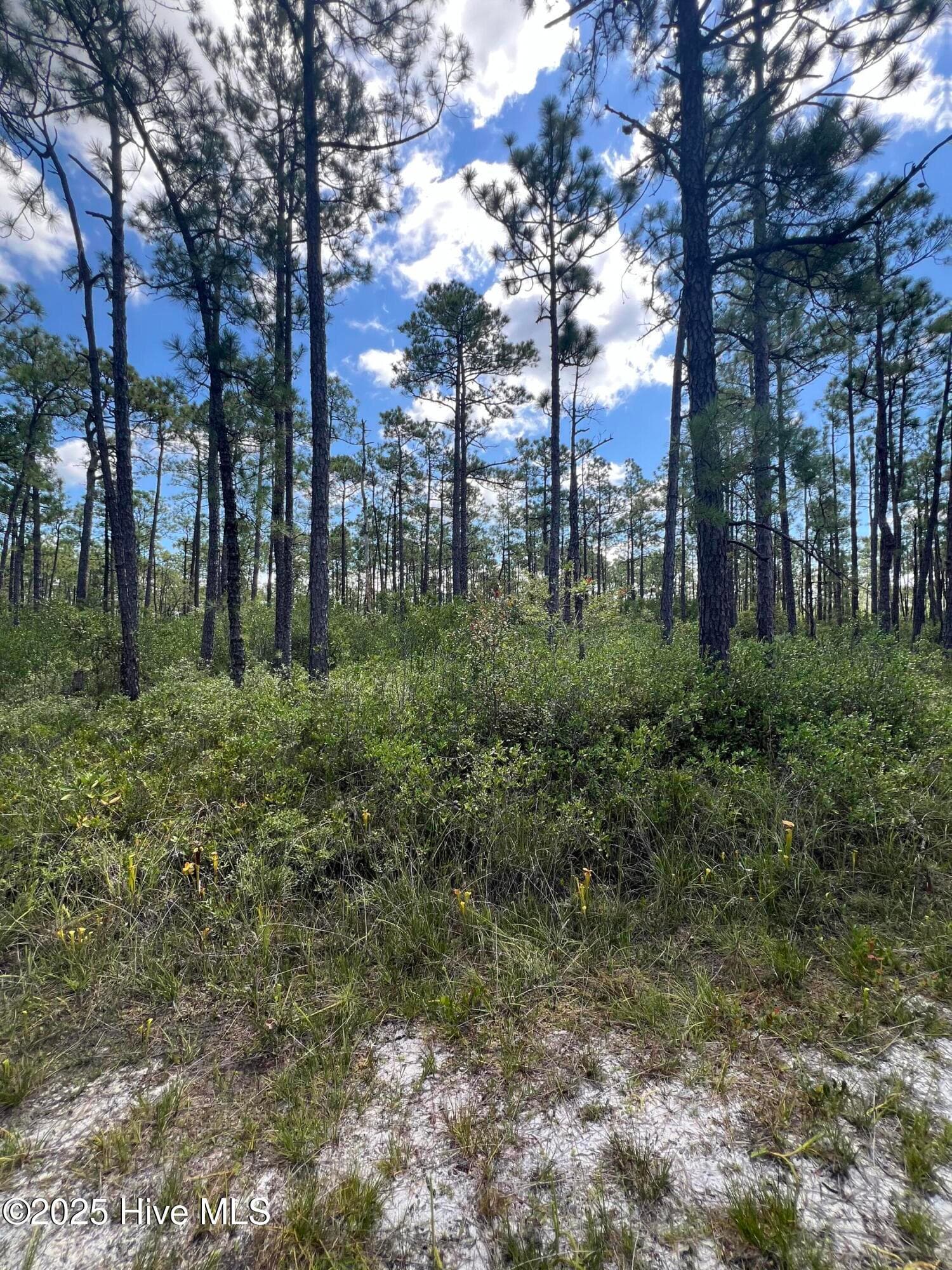 Residential Lot at 80 Bohemia Road, Boiling Spring Lakes, NC 28461, photo 2 of 10